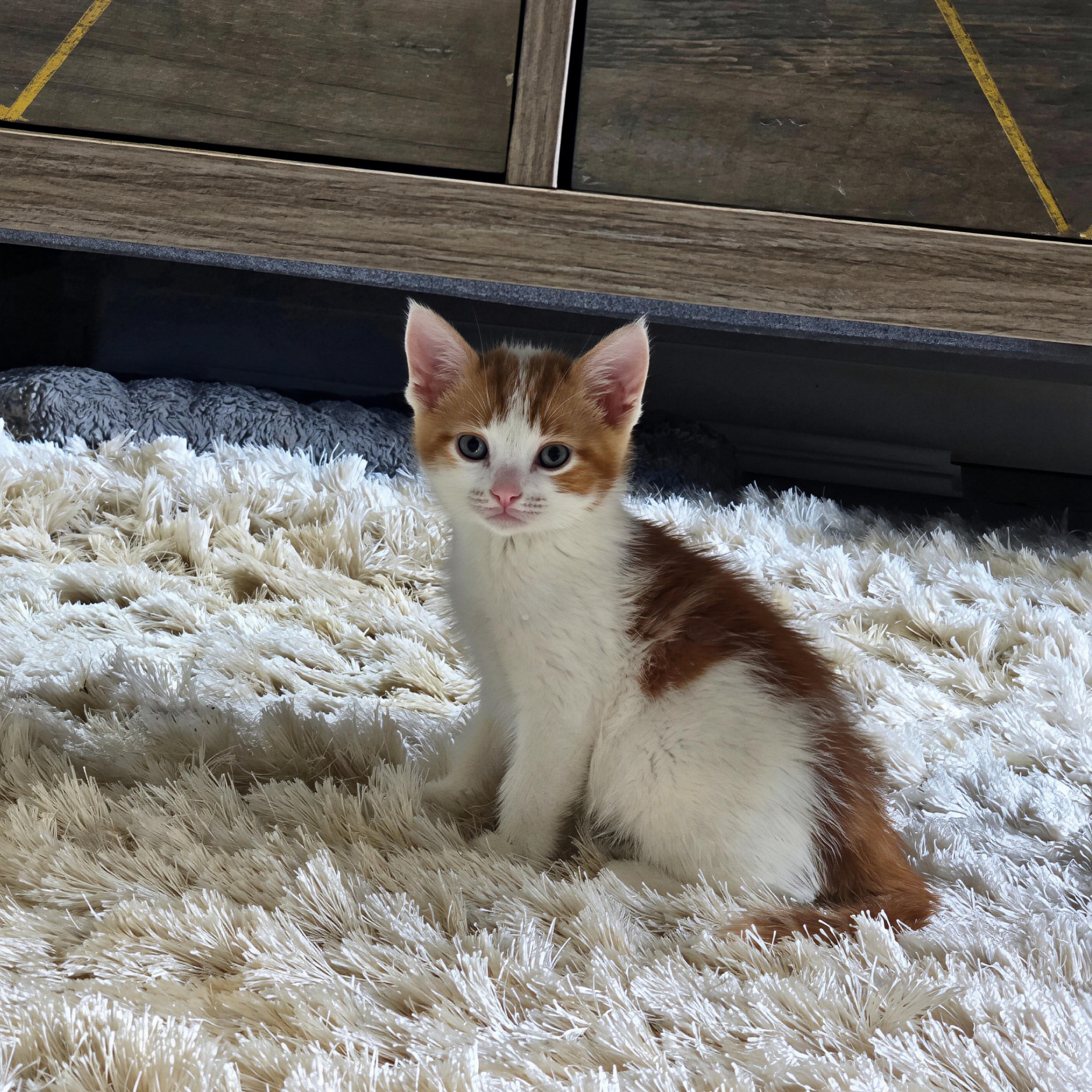 Enlarge Hopper, an adopted Domestic Short Hair in Renton, WA image 2/5