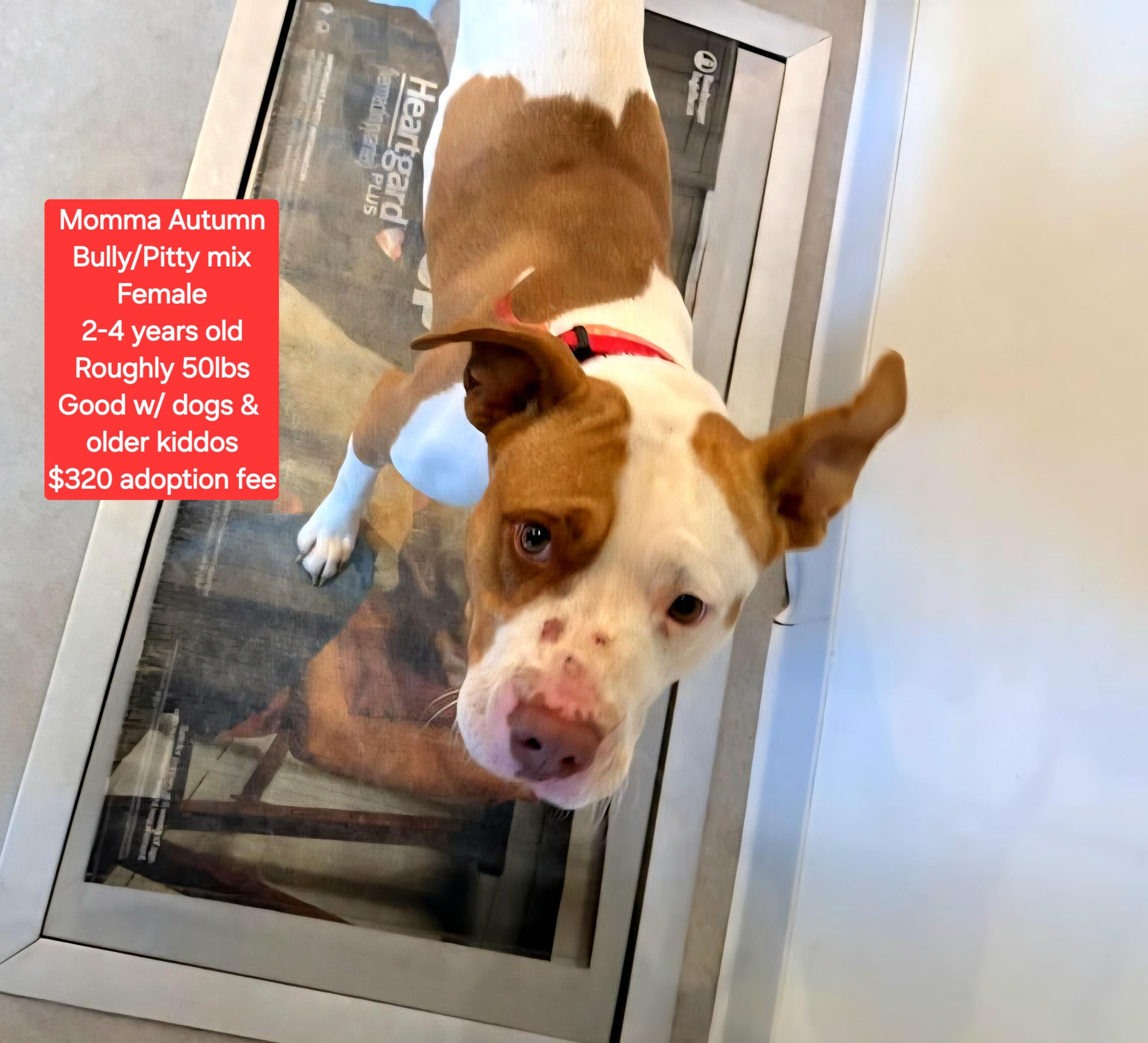 Enlarge Momma Autumn, a Adoptable mixed breed in Oviedo, FL image 1/1