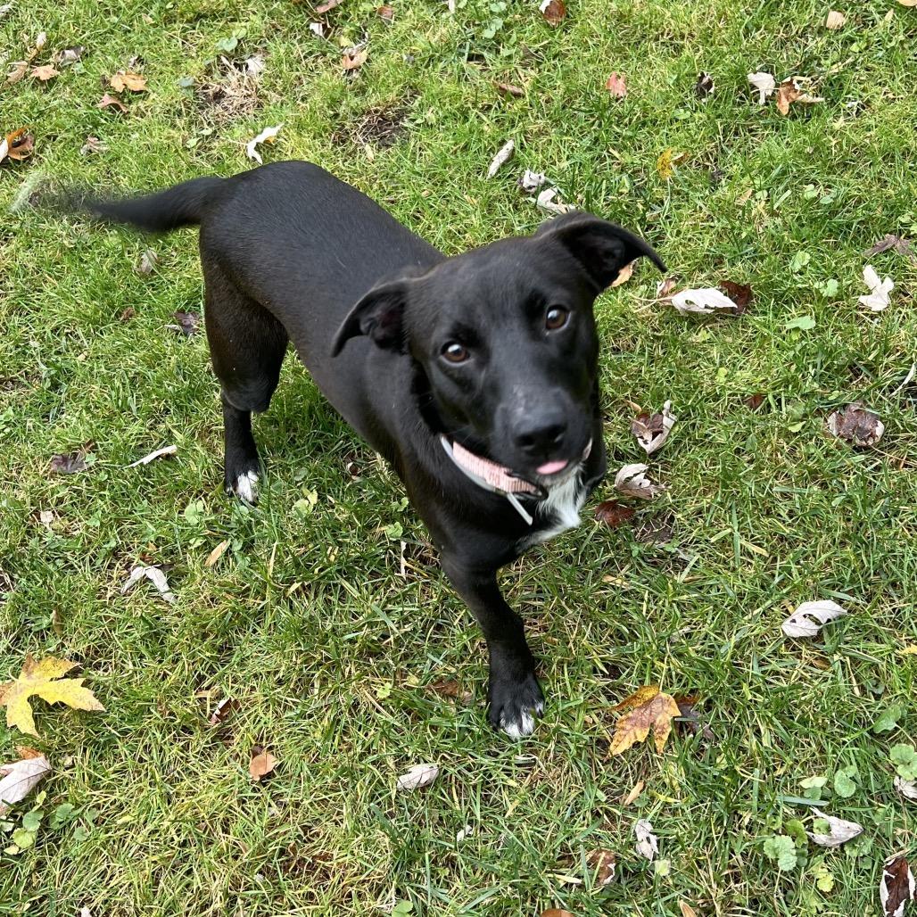 Spur, a Adoptable Mixed Breed in Westhampton, NY image 1/6