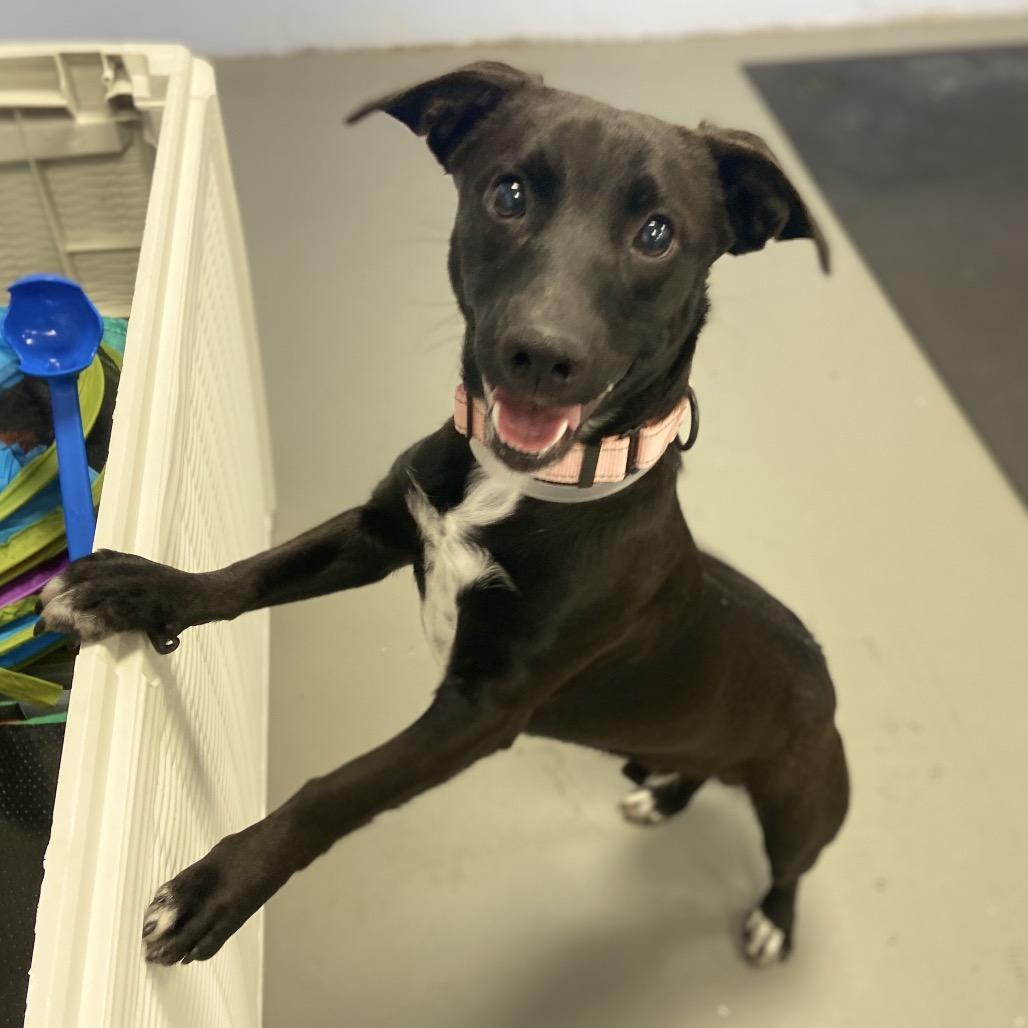 Spur, Adoptable, Young Male Mixed Breed.