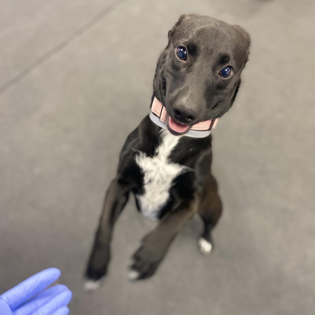 Spur, a Adoptable Mixed Breed in Westhampton, NY image 2/6