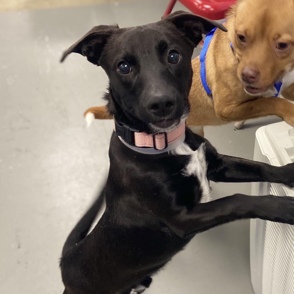 Spur, a Adoptable Mixed Breed in Westhampton, NY image 3/6