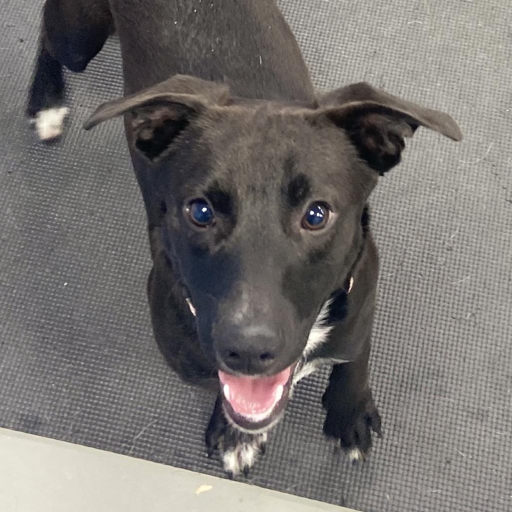 Spur, a Adoptable Mixed Breed in Westhampton, NY image 4/6