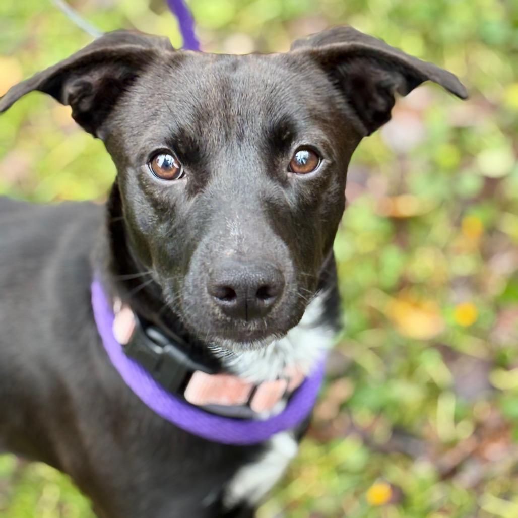 Spur, a Adoptable Mixed Breed in Westhampton, NY image 5/6