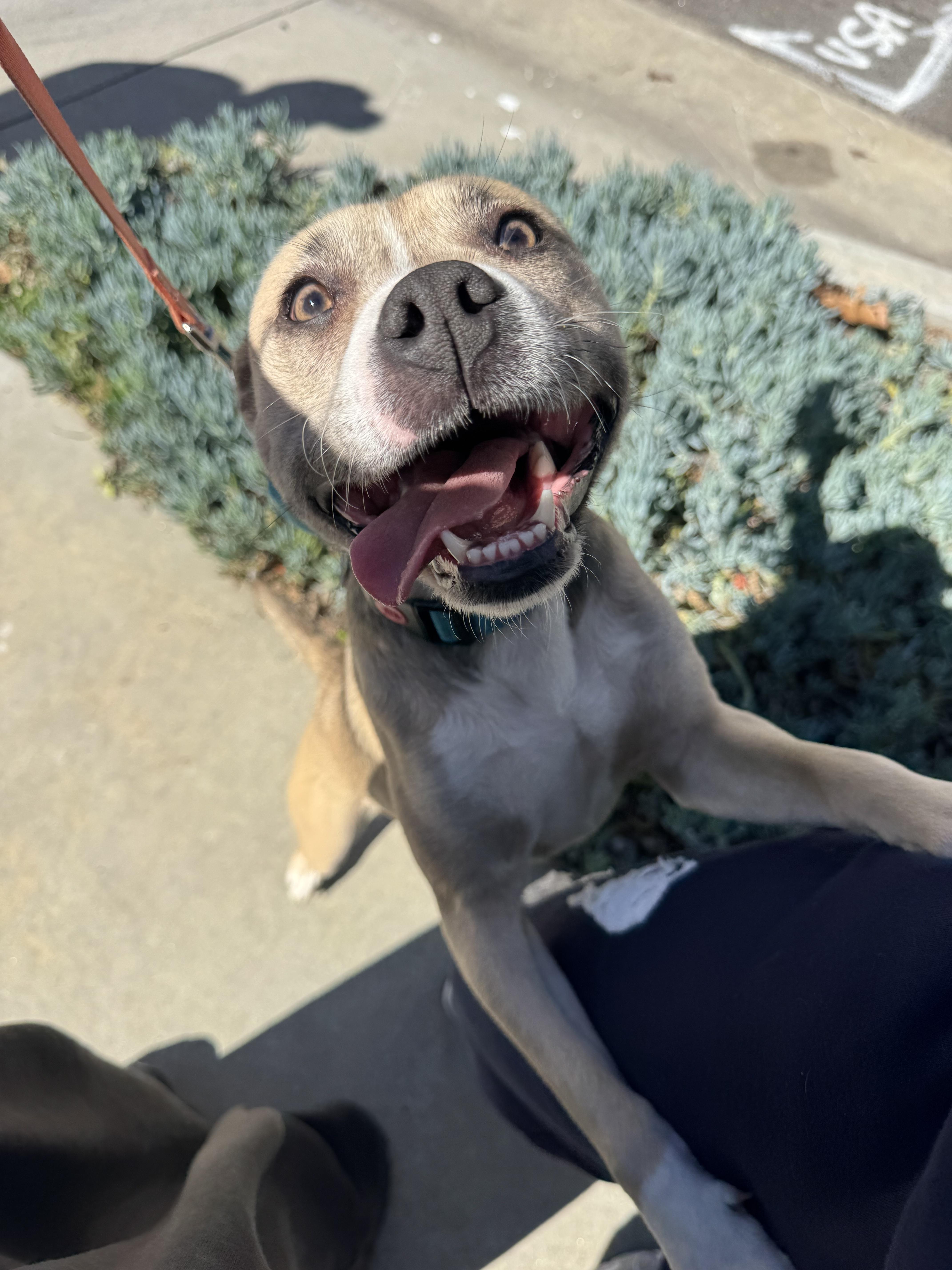 Lady, a ADOPTABLE mixed breed in West Hollywood, CA image 5/5