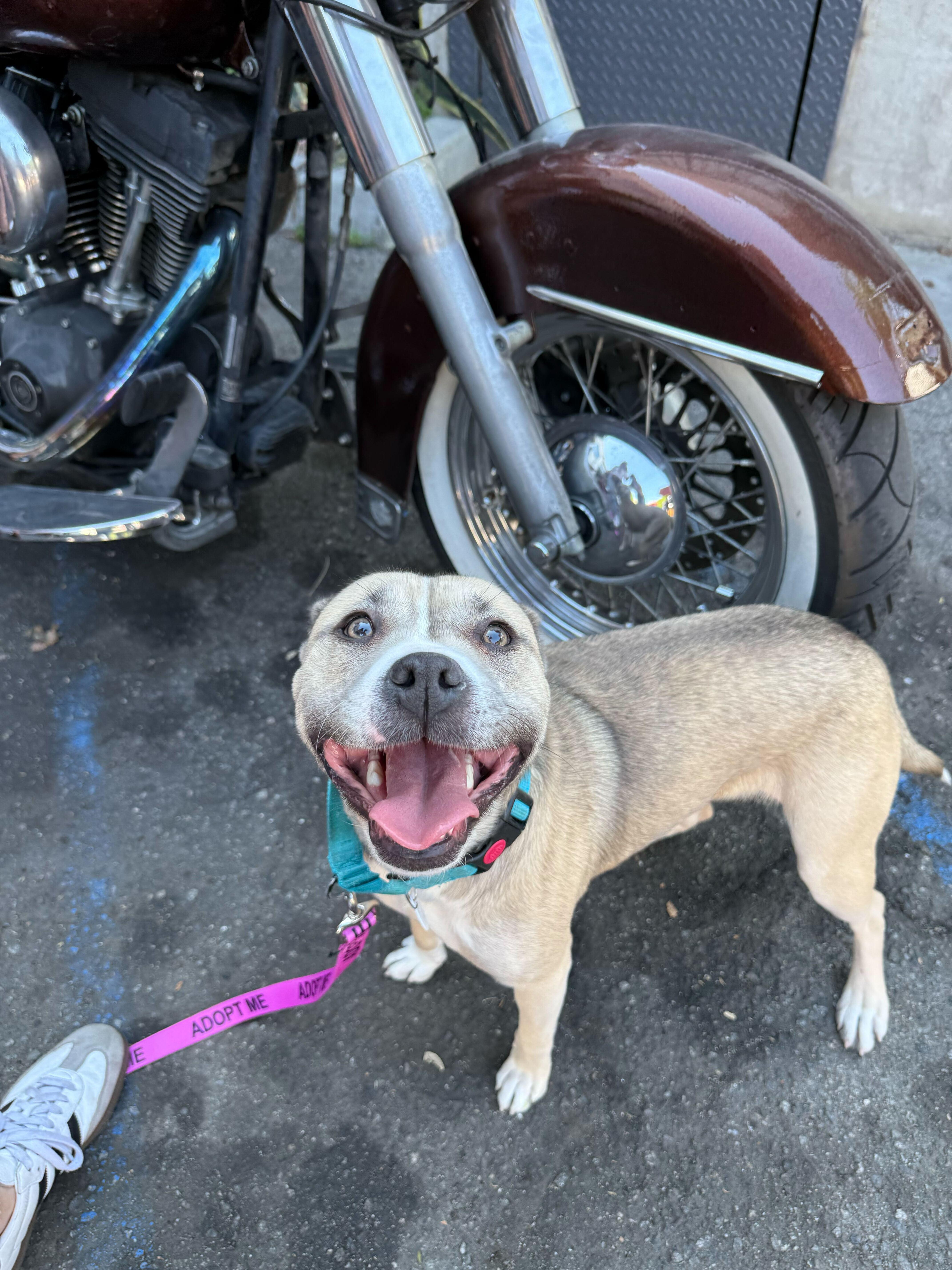 Lady, a ADOPTABLE mixed breed in West Hollywood, CA image 1/5