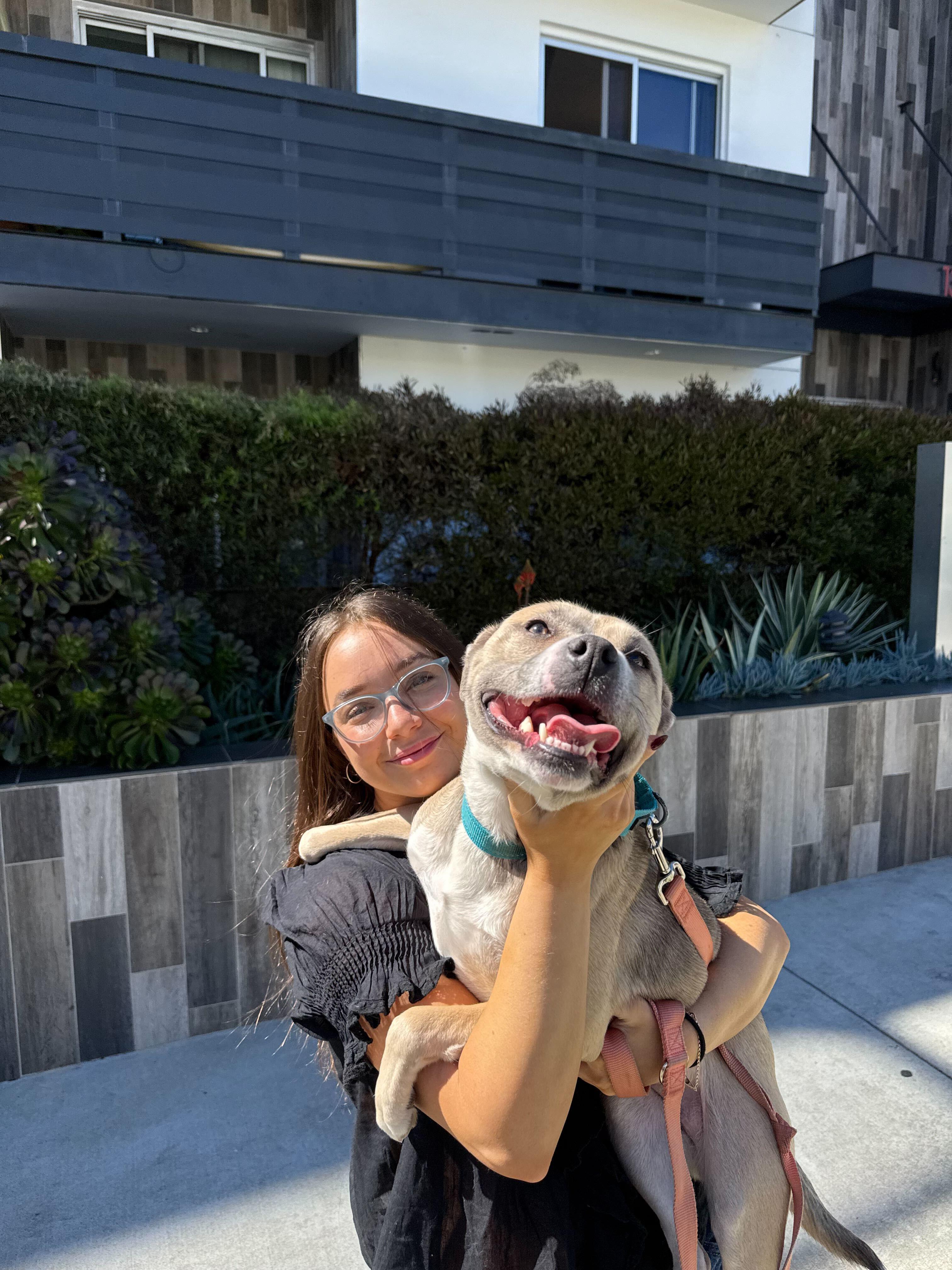 Lady, a ADOPTABLE mixed breed in West Hollywood, CA image 3/5