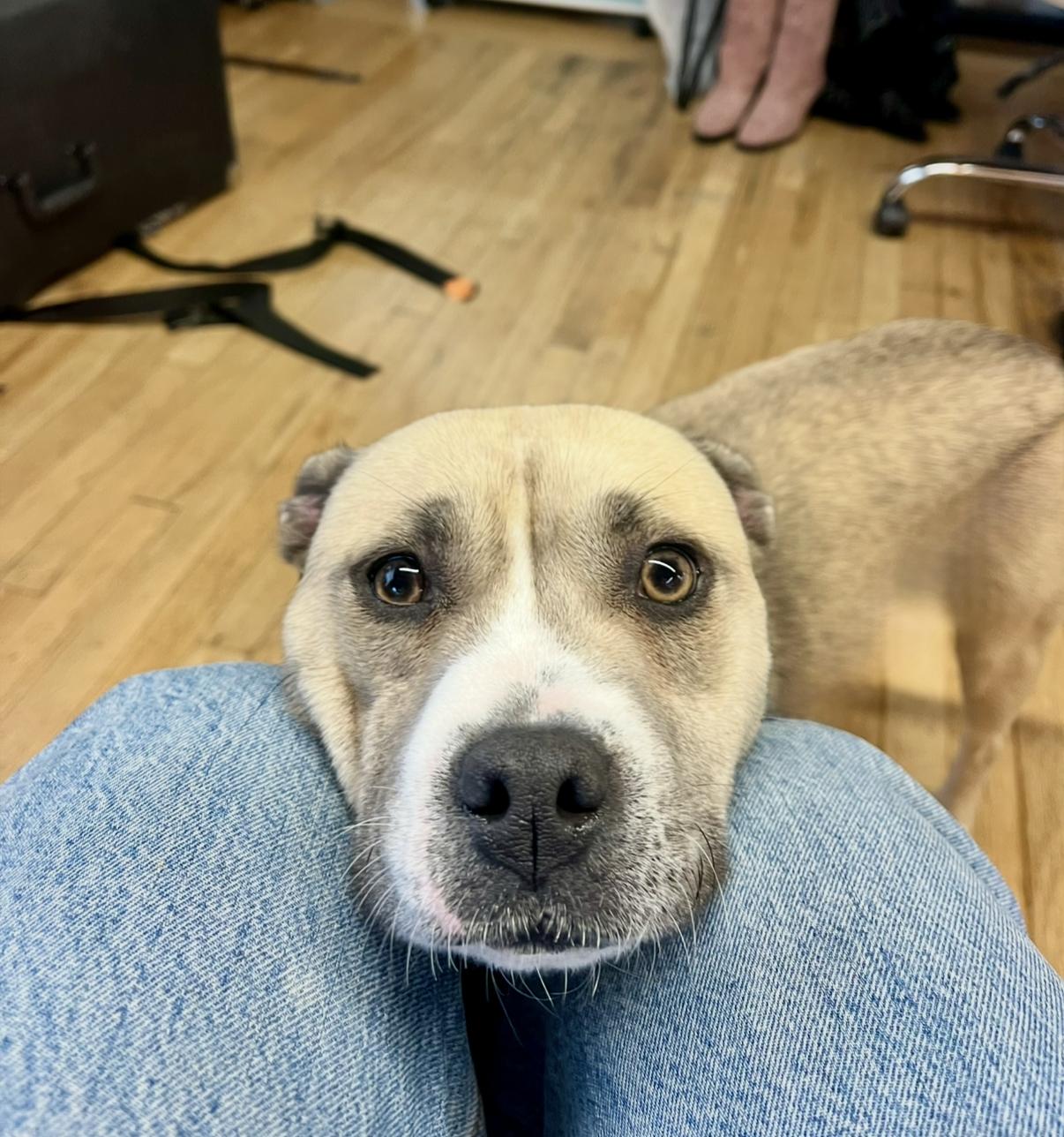 Lady, a ADOPTABLE mixed breed in West Hollywood, CA image 2/5