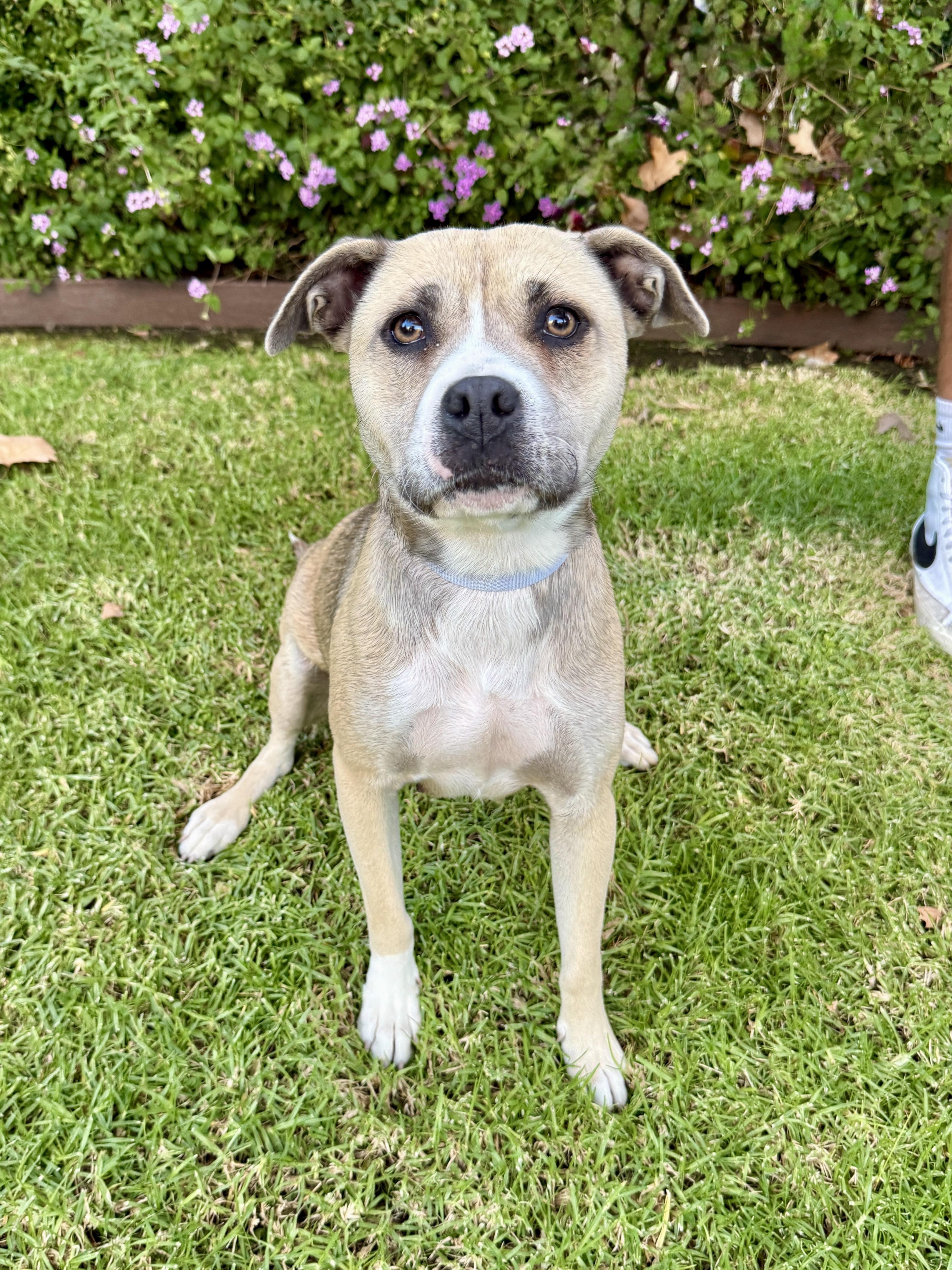 Alice, ADOPTABLE, Young Female Pit Bull Terrier.