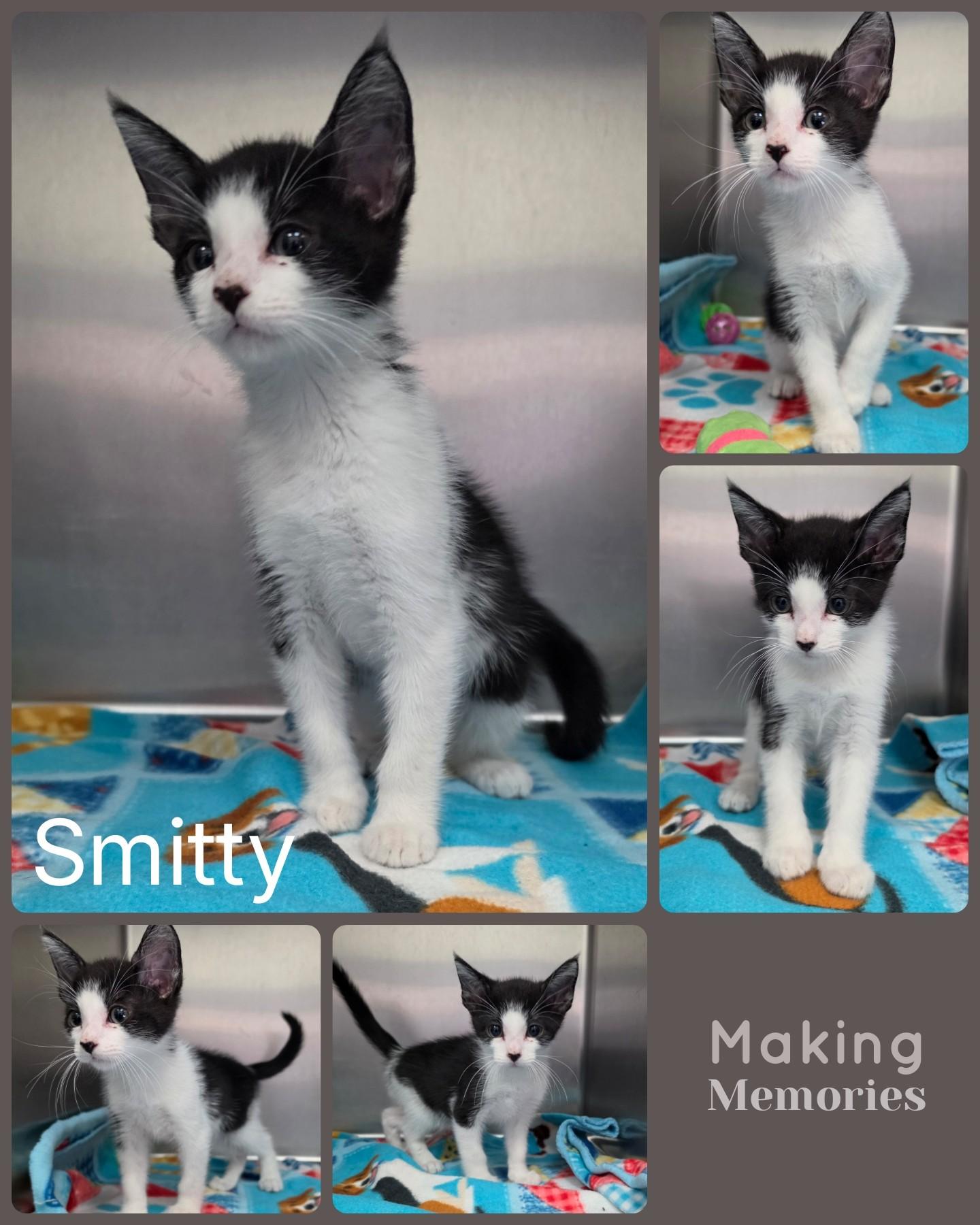 Smitty, adopted, Kitten Male Domestic Short Hair.