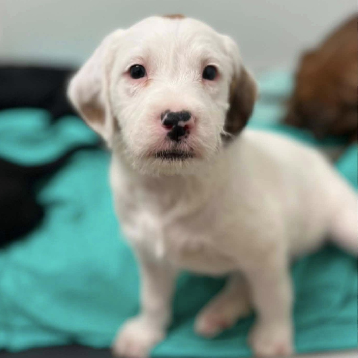 Enlarge Belle, a ADOPTABLE mixed breed in Nanuet, NY image 1/6