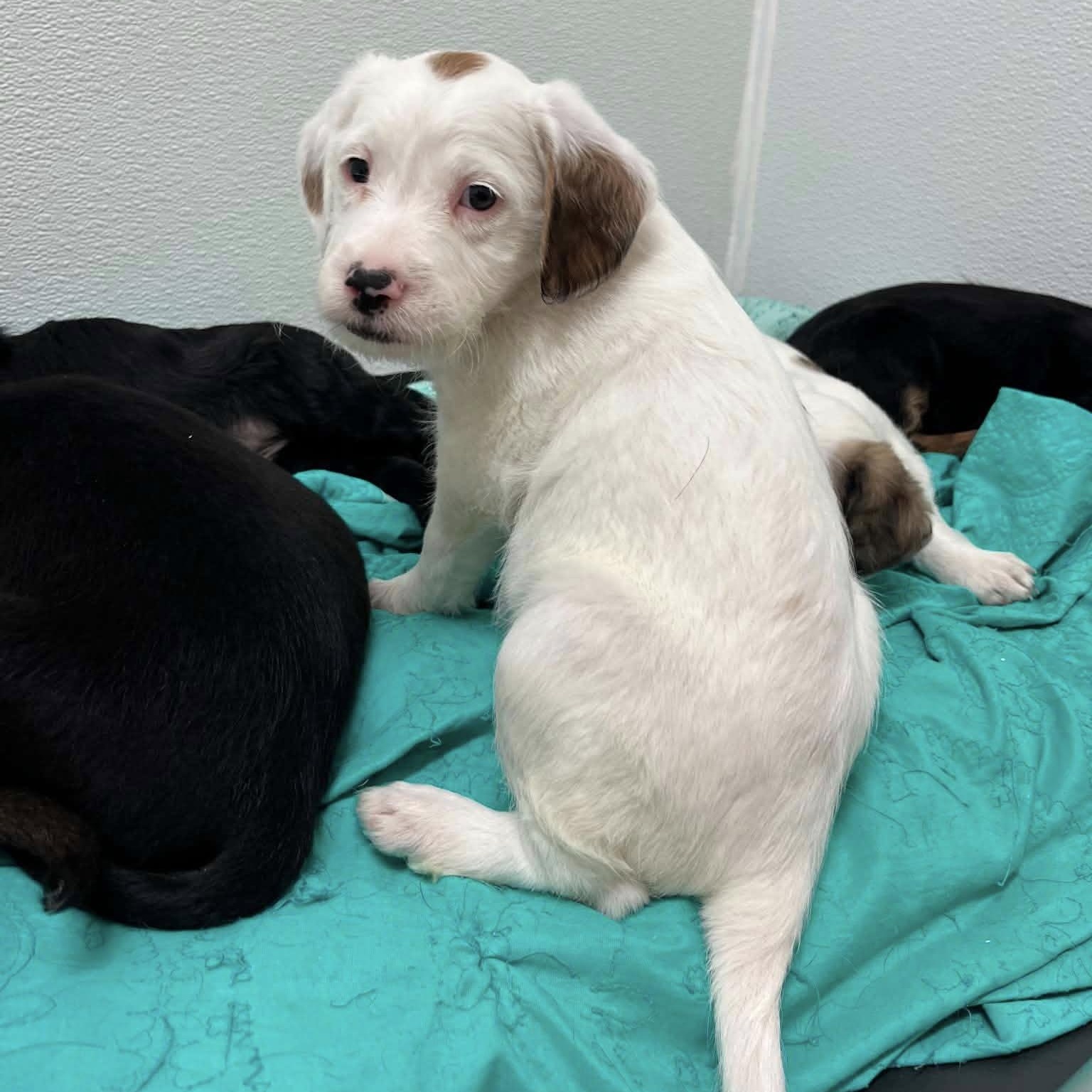 Enlarge Belle, a ADOPTABLE mixed breed in Nanuet, NY image 3/6