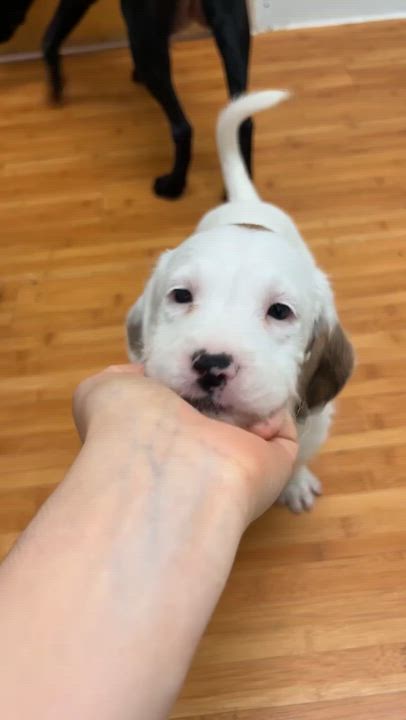 Enlarge Belle, a ADOPTABLE mixed breed in Nanuet, NY video 2/6