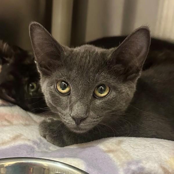Piastri, Adoptable, Young Male Domestic Short Hair.