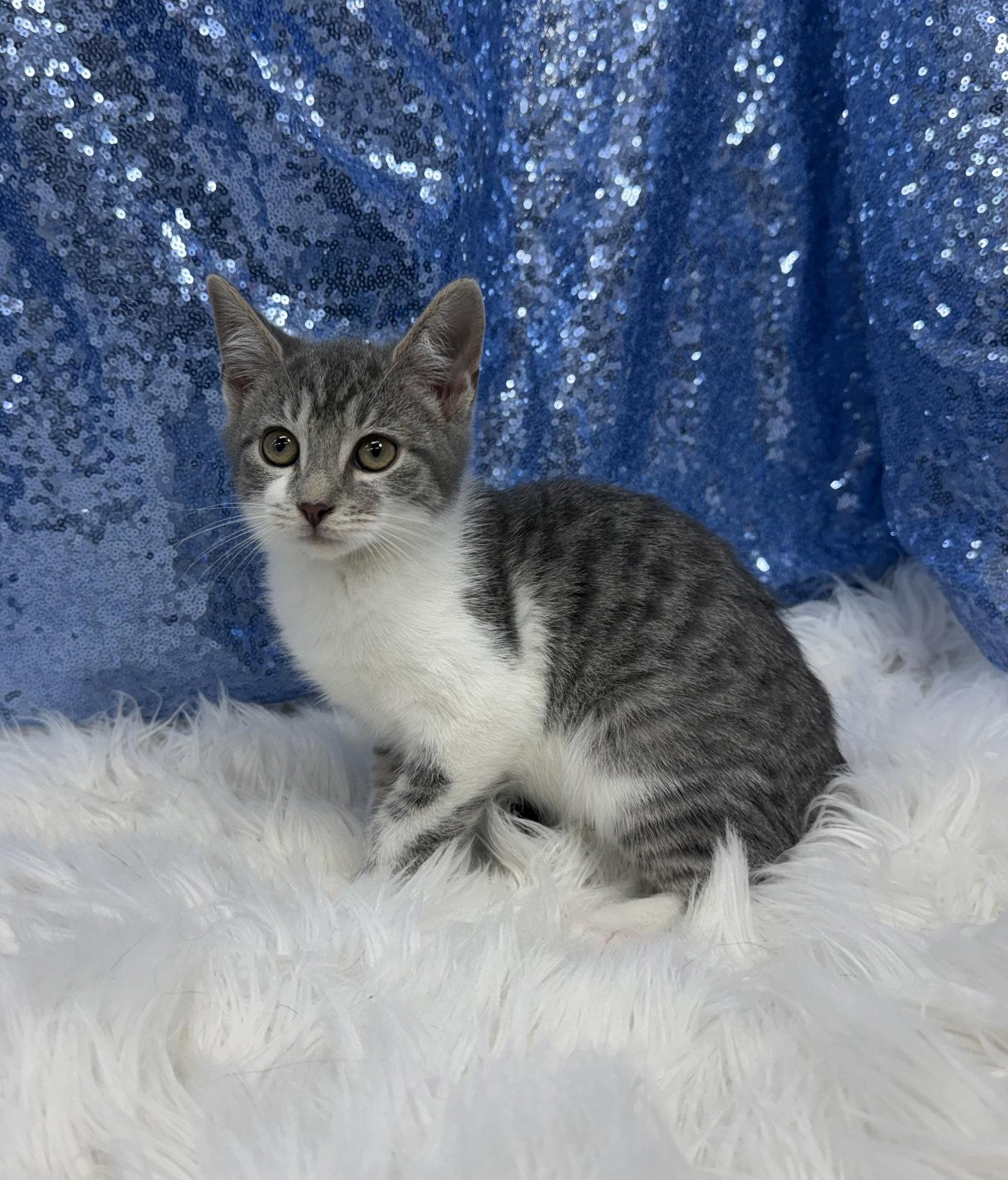 Gilbert, Adoptable, Young Male Domestic Short Hair.
