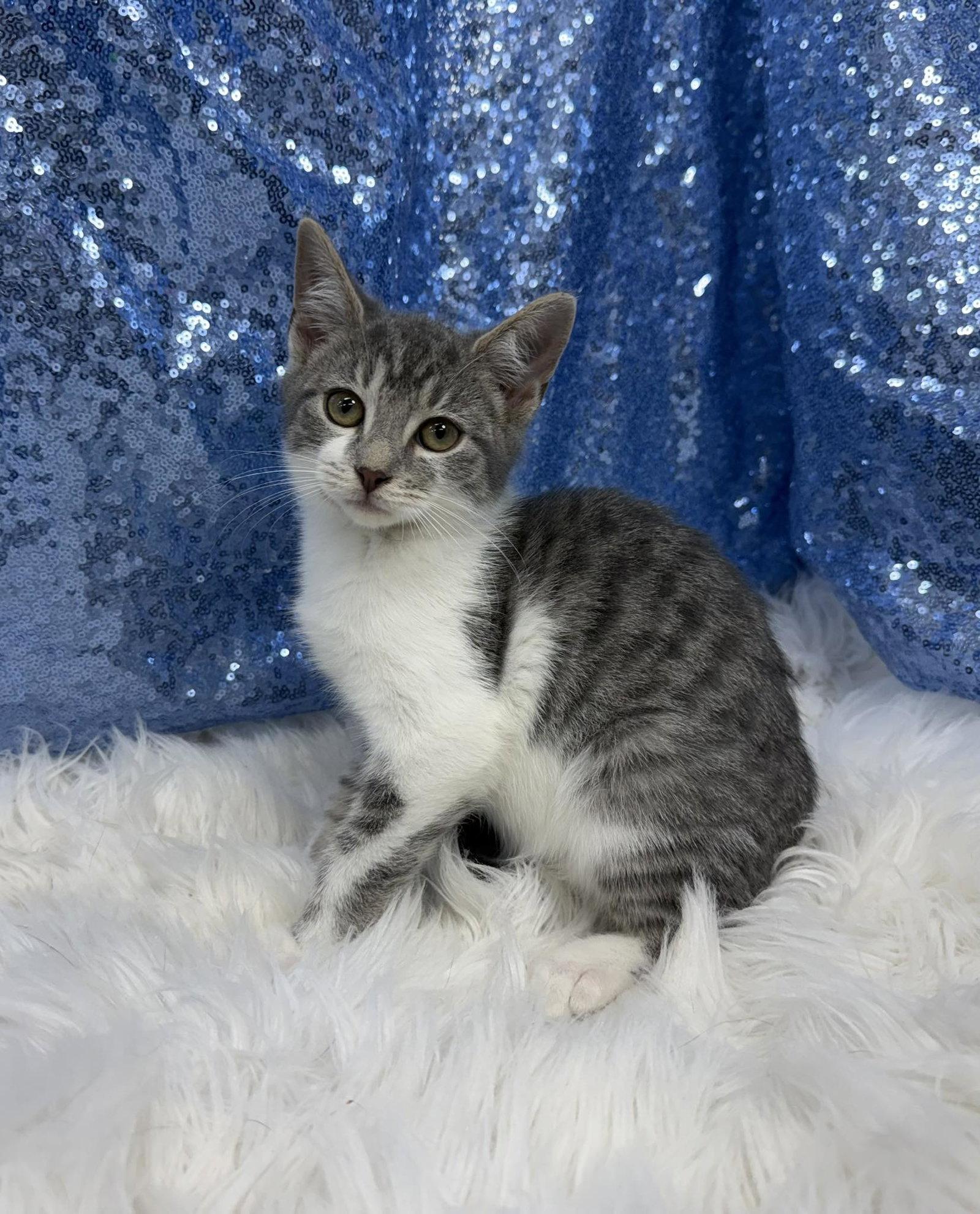 Gilbert, a Adoptable Domestic Short Hair in Clarkesville, GA image 2/2