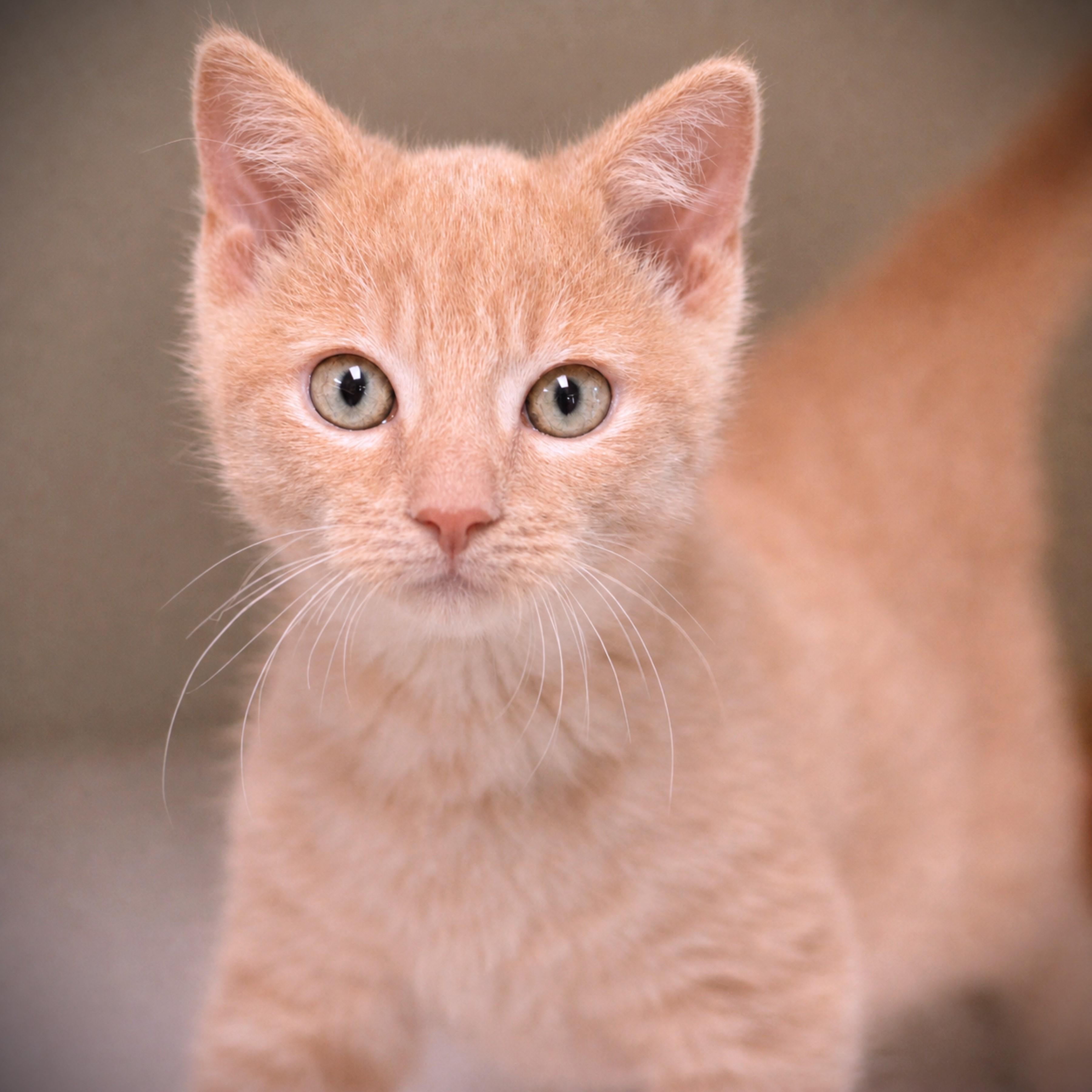 Enlarge Garfunkel, an adopted Domestic Short Hair in Amsterdam, NY image 1/1