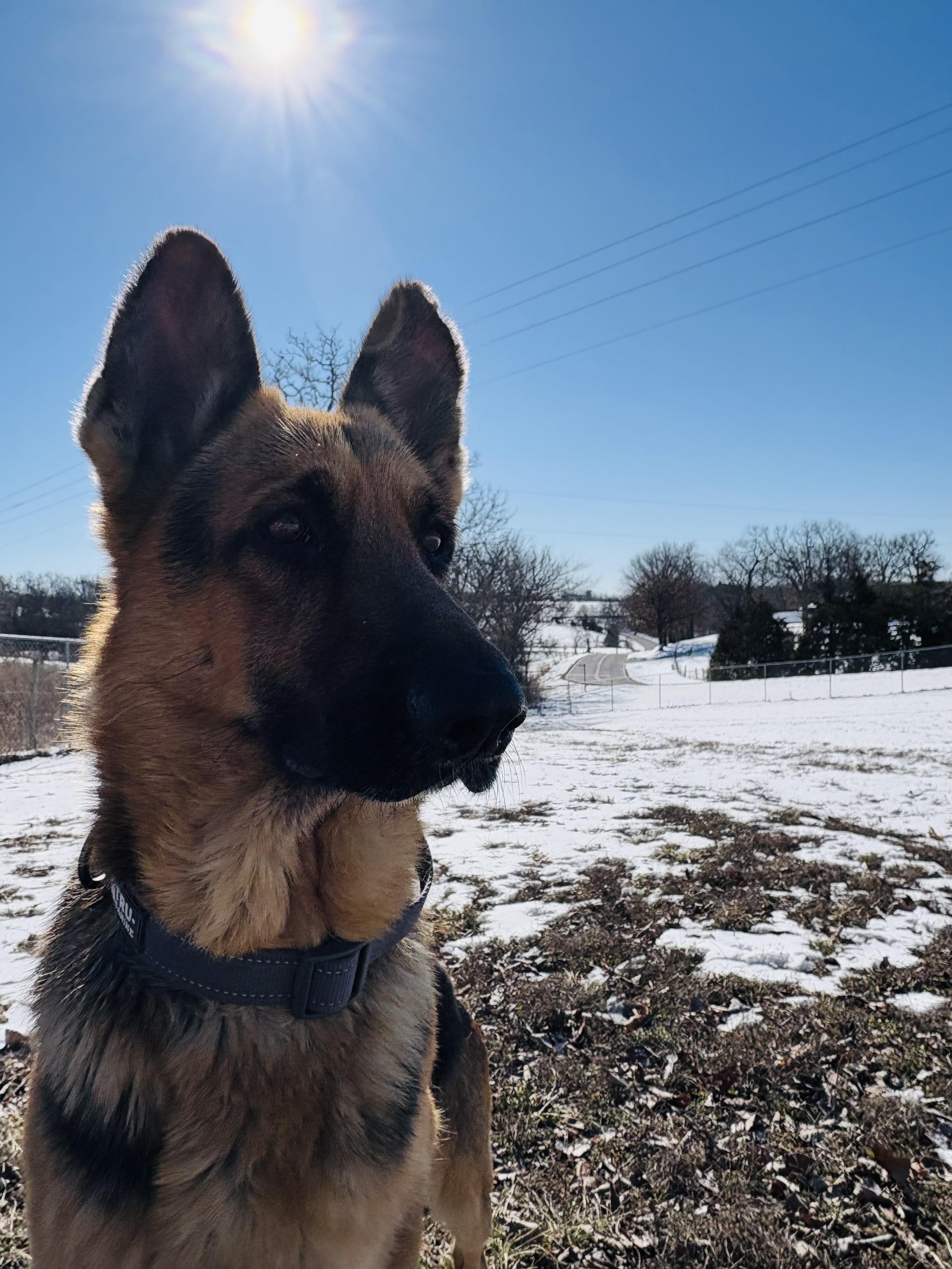Stanley AKA Stan the Man, a ADOPTABLE mixed breed in Jefferson City, MO image 3/6