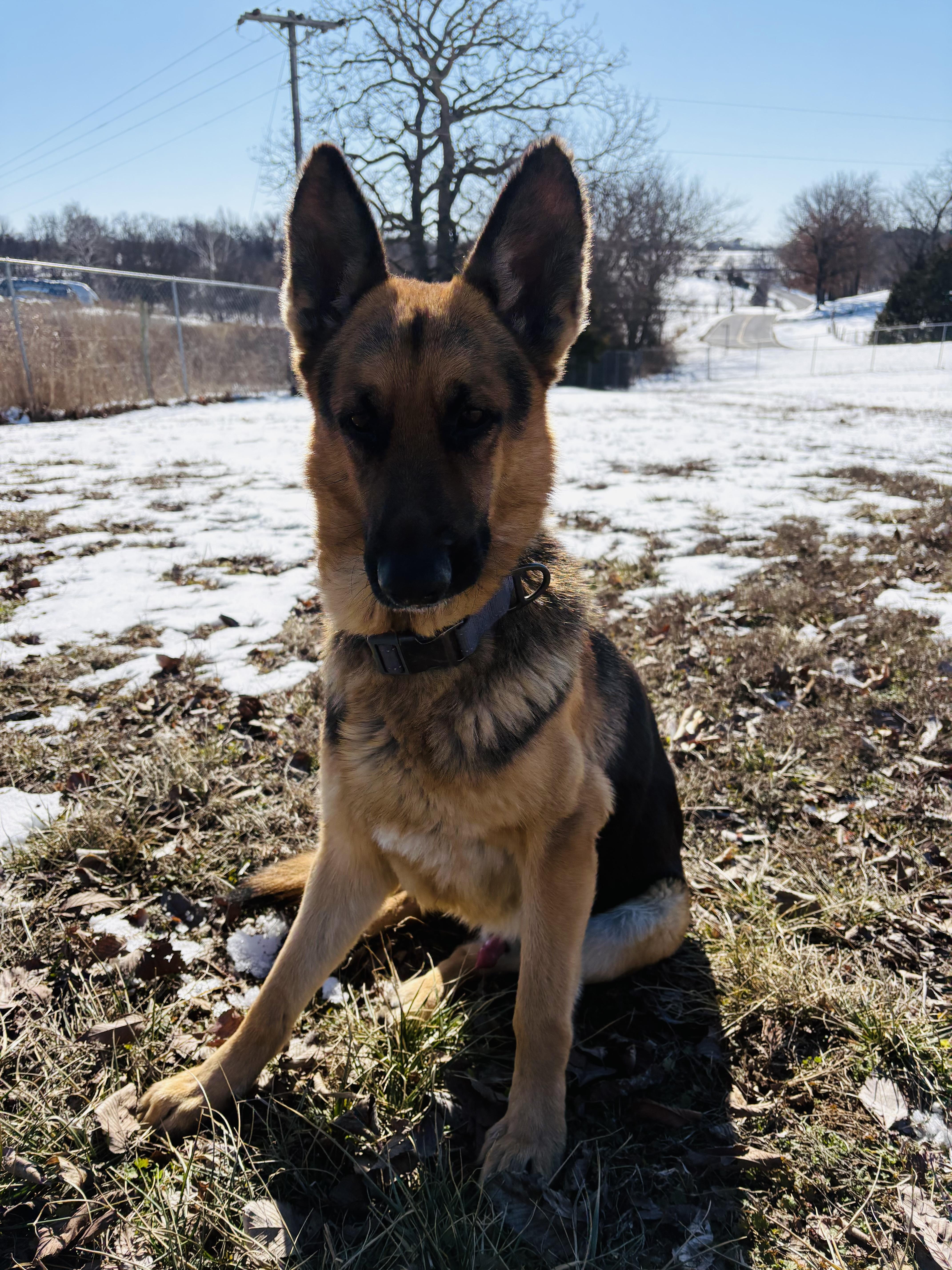 Stanley AKA Stan the Man, a ADOPTABLE mixed breed in Jefferson City, MO image 2/6