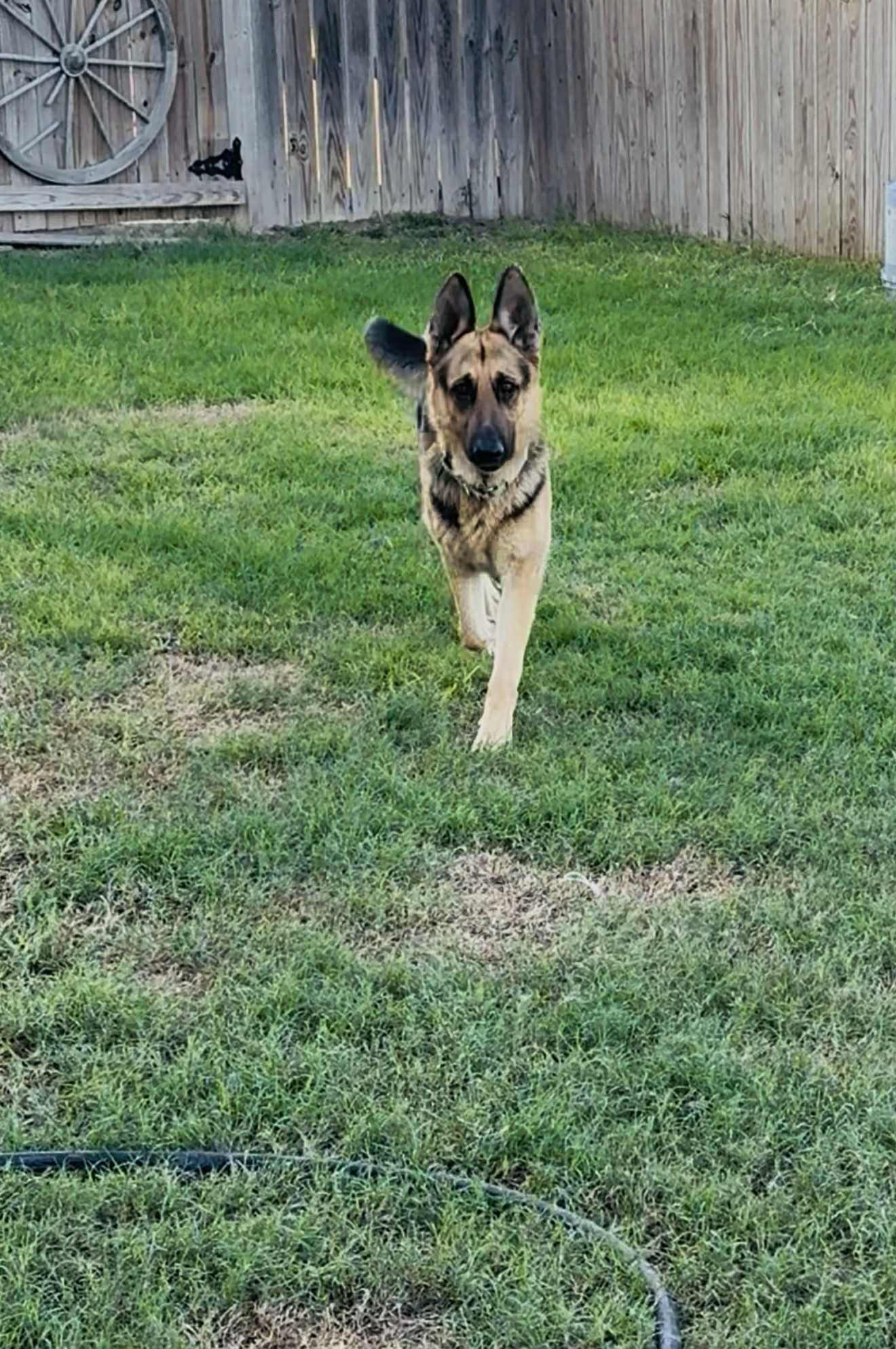 Stanley AKA Stan the Man, a ADOPTABLE mixed breed in Jefferson City, MO image 5/6