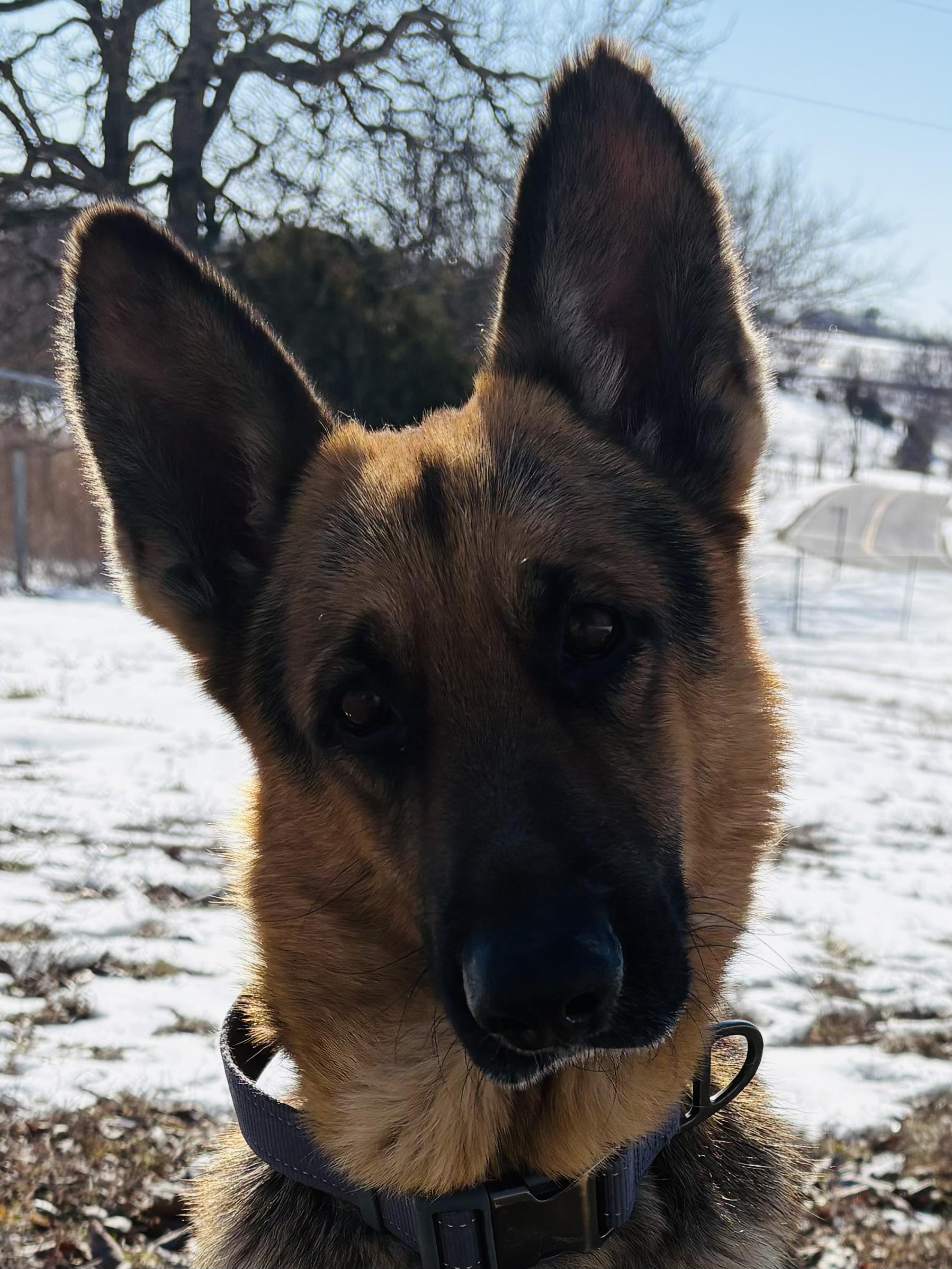 Stanley AKA Stan the Man, ADOPTABLE, Adult Male German Shepherd Dog.