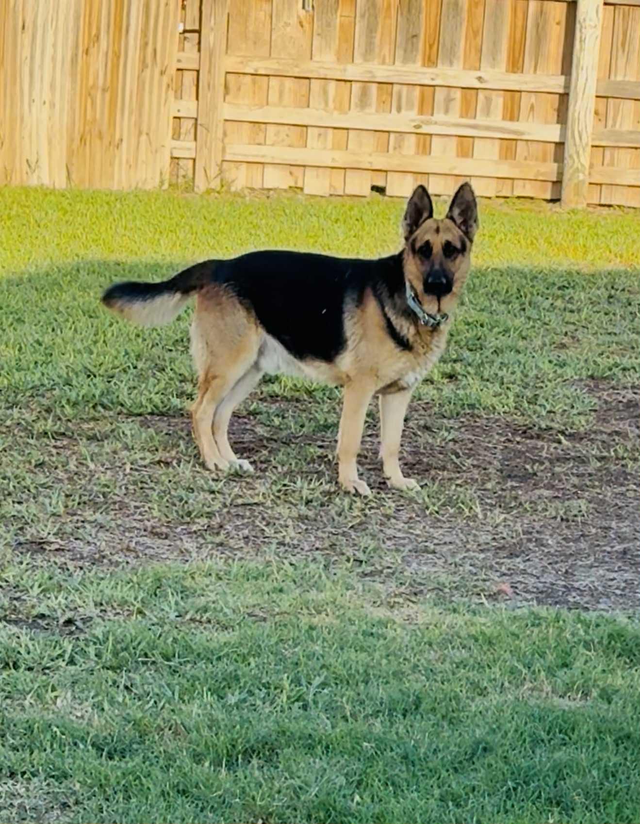 Stanley AKA Stan the Man, a ADOPTABLE mixed breed in Jefferson City, MO image 4/6