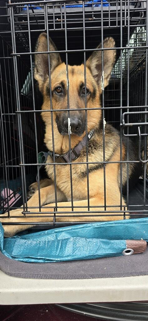 Stanley AKA Stan the Man, a ADOPTABLE mixed breed in Jefferson City, MO image 6/6