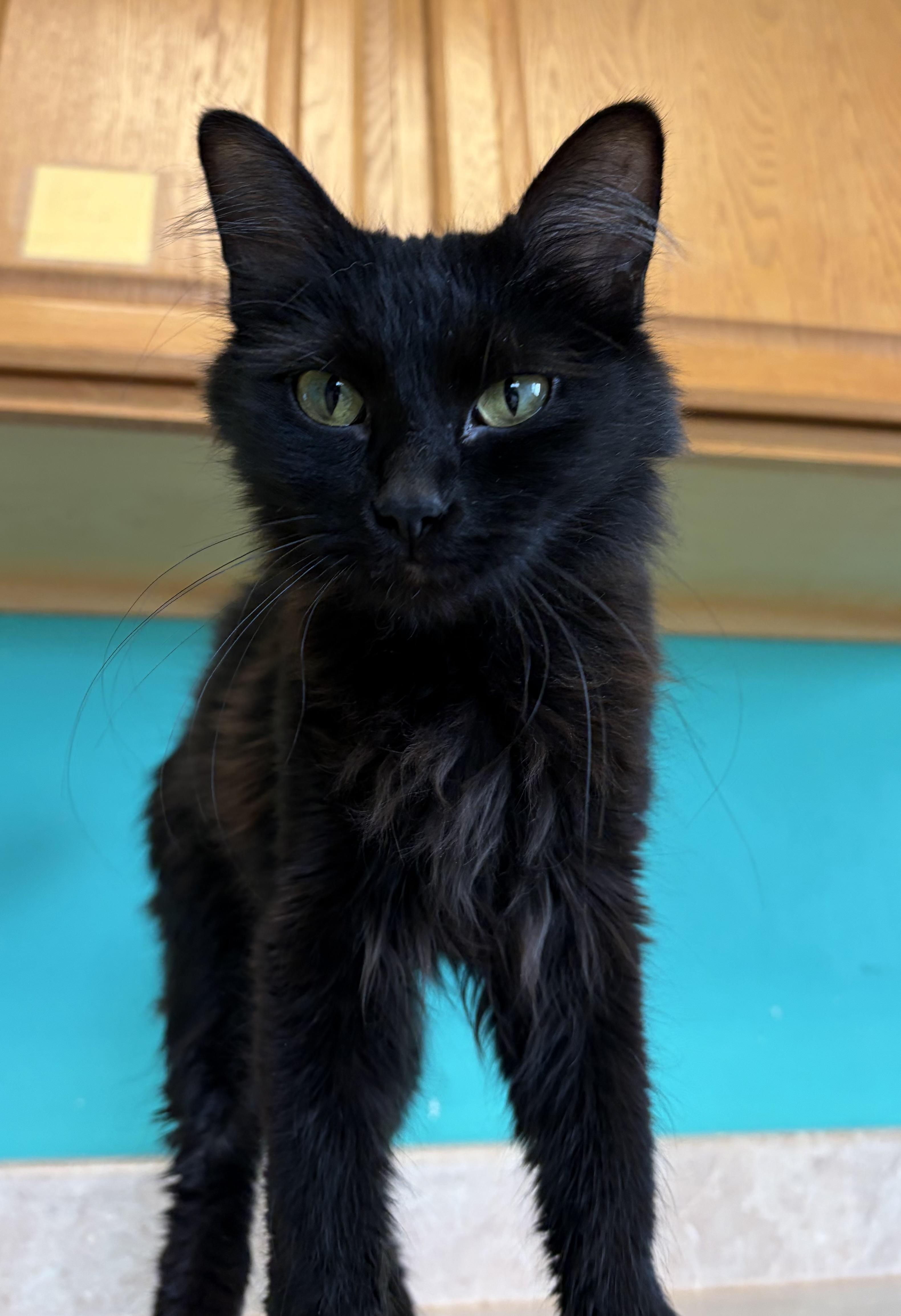 Enlarge Lucille furrBall, an adopted Domestic Medium Hair in Brookings, SD image 2/3