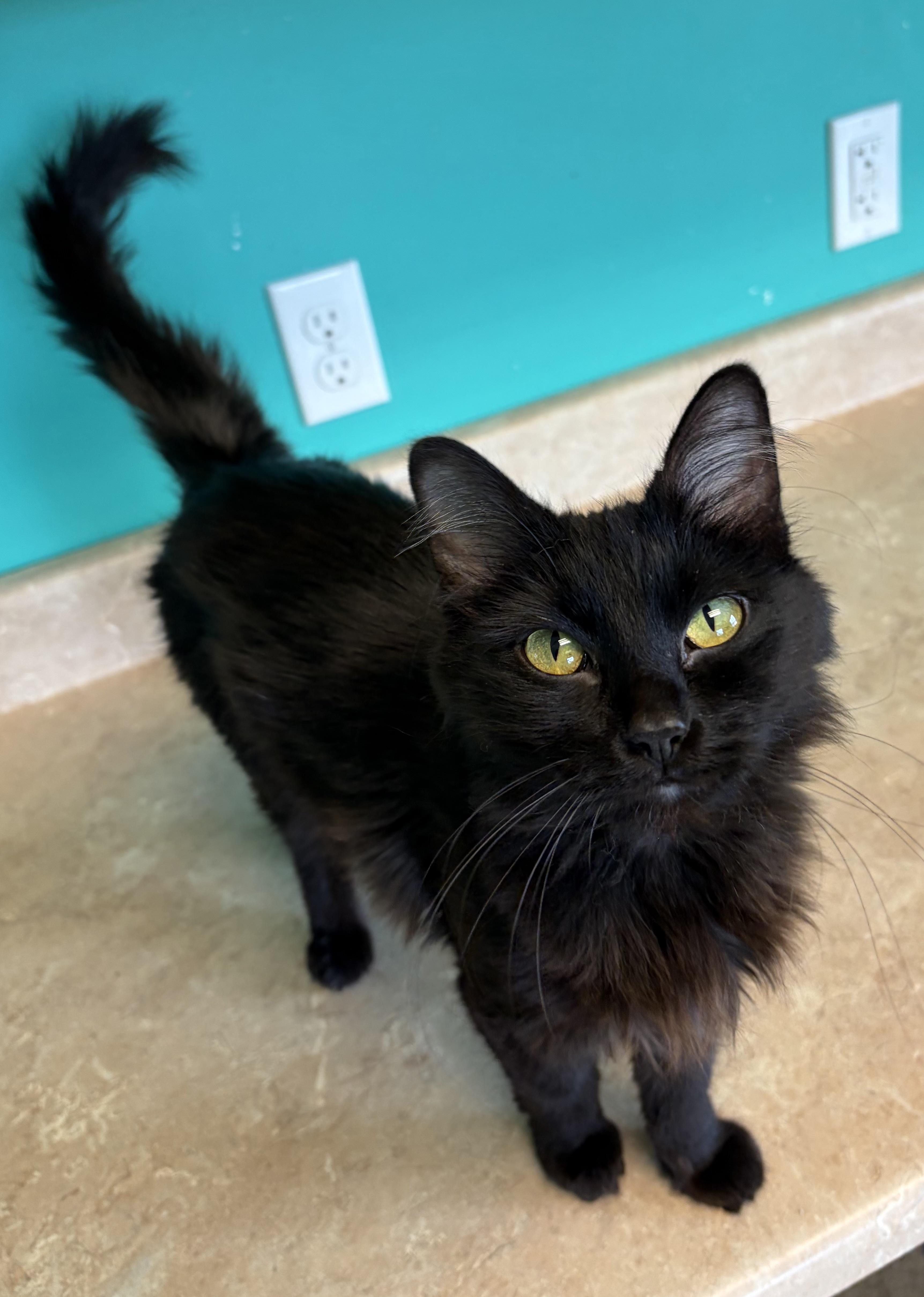 Enlarge Lucille furrBall, an adopted Domestic Medium Hair in Brookings, SD image 1/3