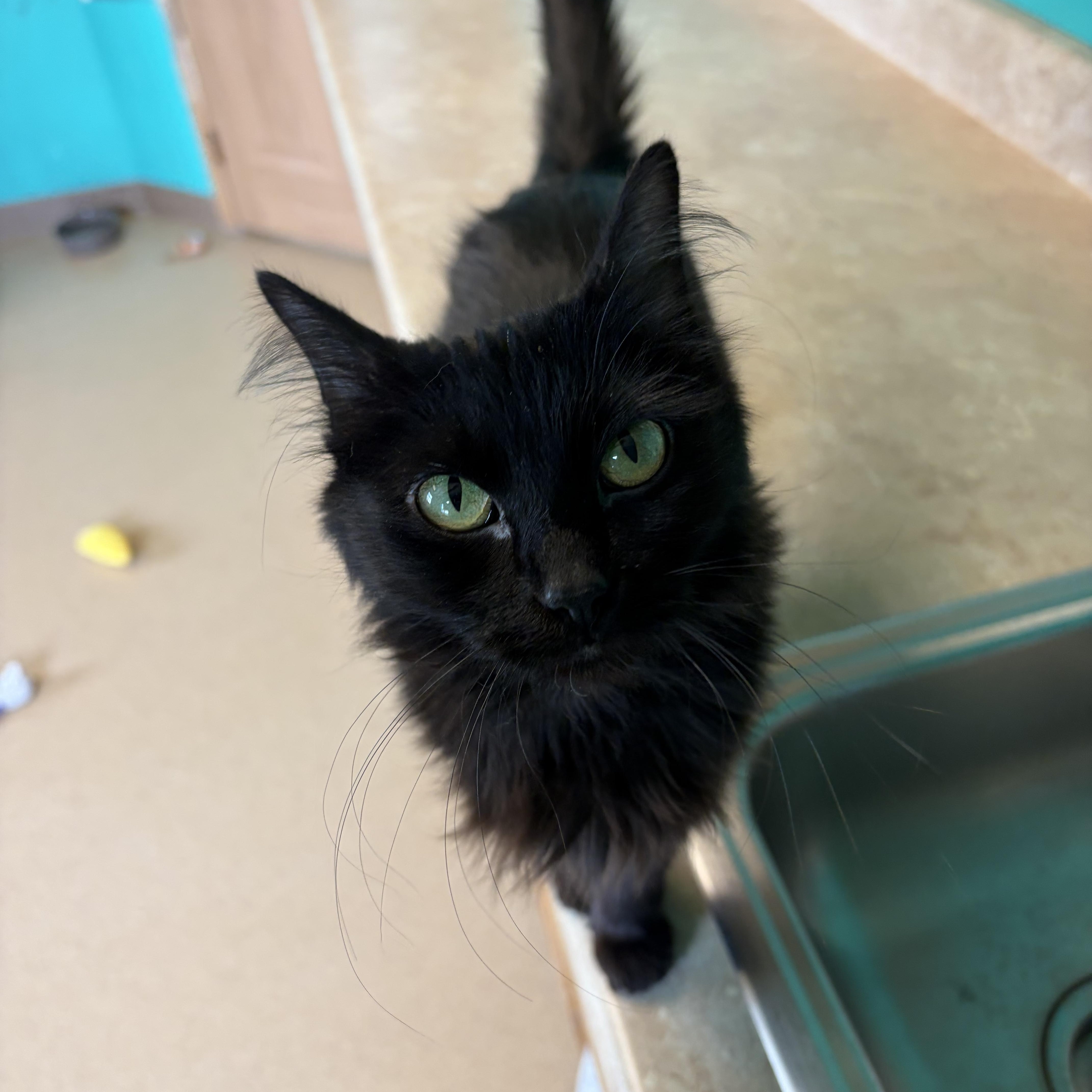 Enlarge Lucille furrBall, an adopted Domestic Medium Hair in Brookings, SD image 3/3
