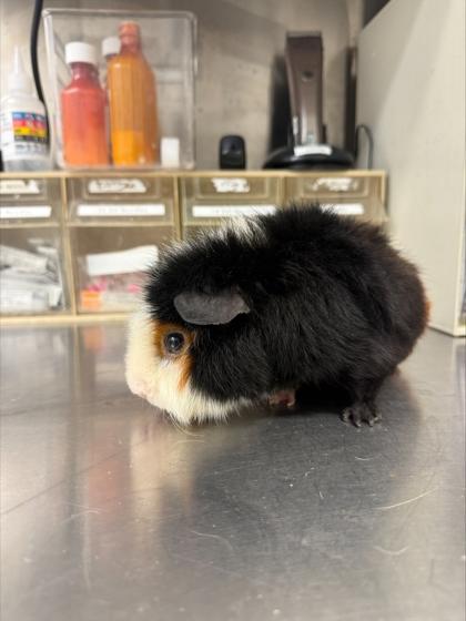 Enlarge Buzz, a Adoptable Guinea Pig in Seattle, WA image 1/1