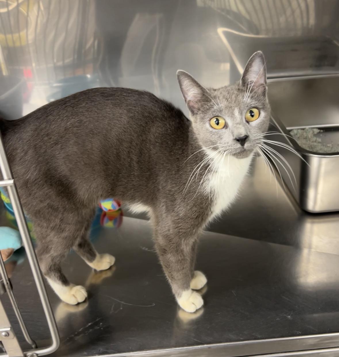 Enlarge Camry, a Adopted mixed breed in Montville, NJ image 1/4