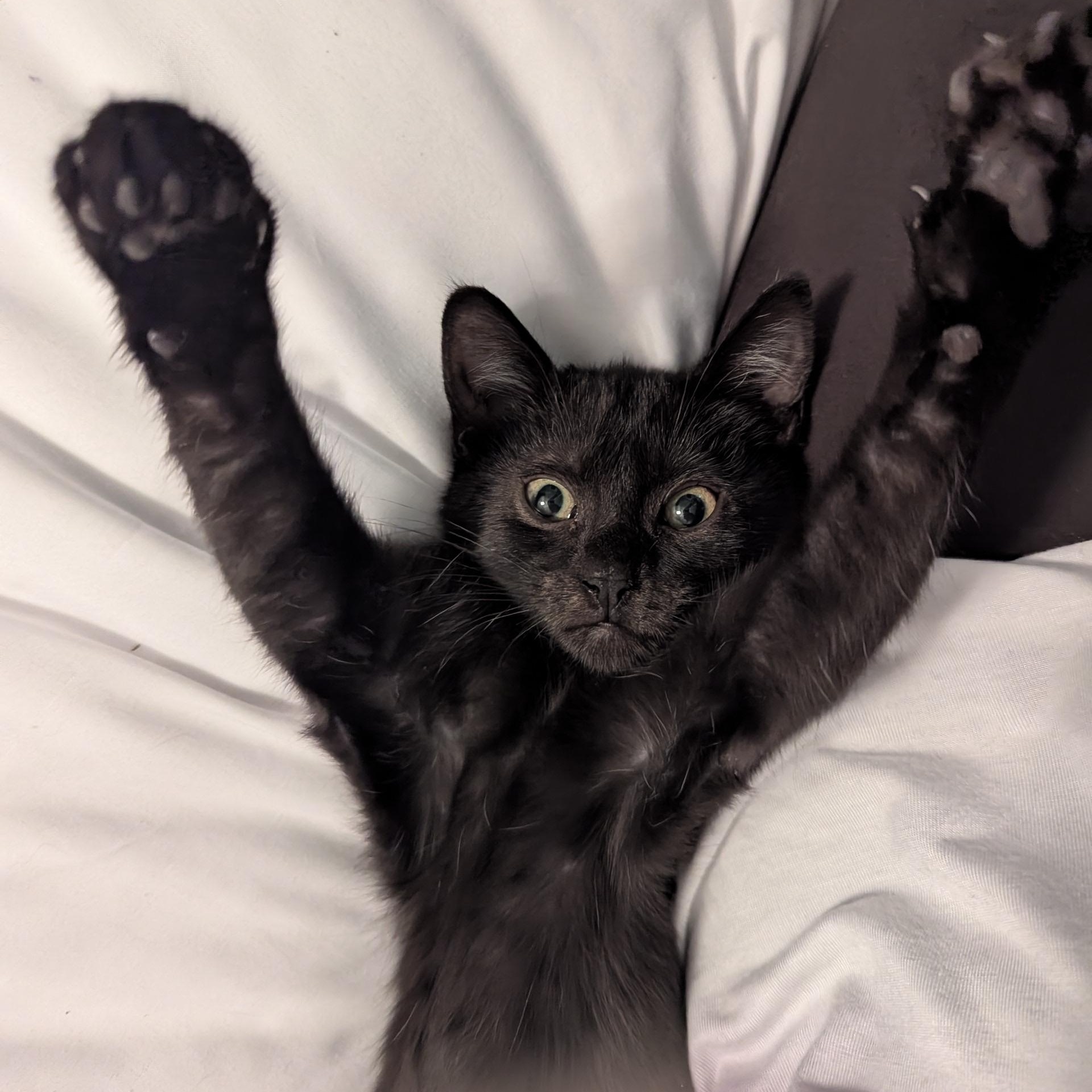 Enlarge Liza, a Adoptable American Shorthair in Wilmington, NC image 3/6