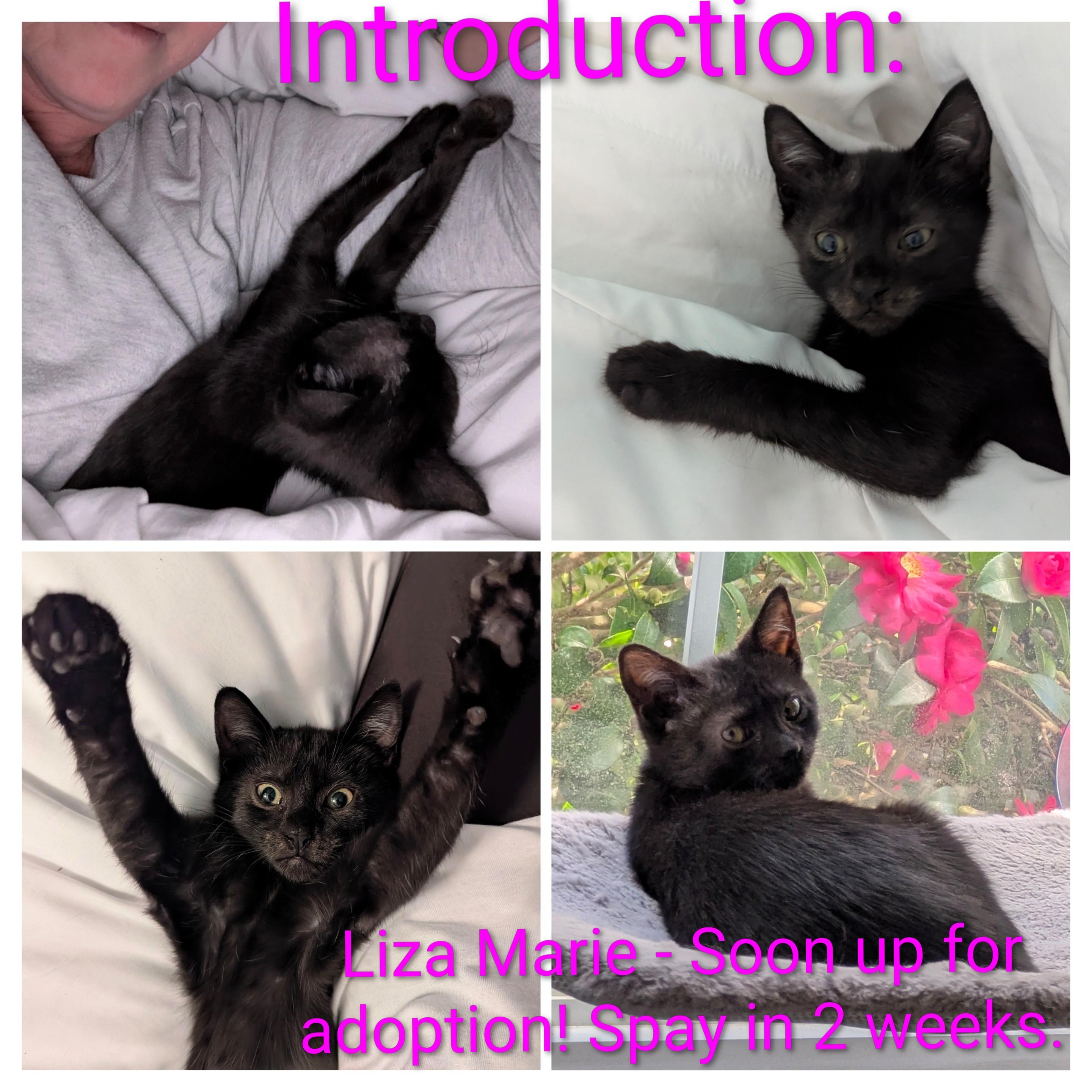 Enlarge Liza, a Adoptable American Shorthair in Wilmington, NC image 4/6