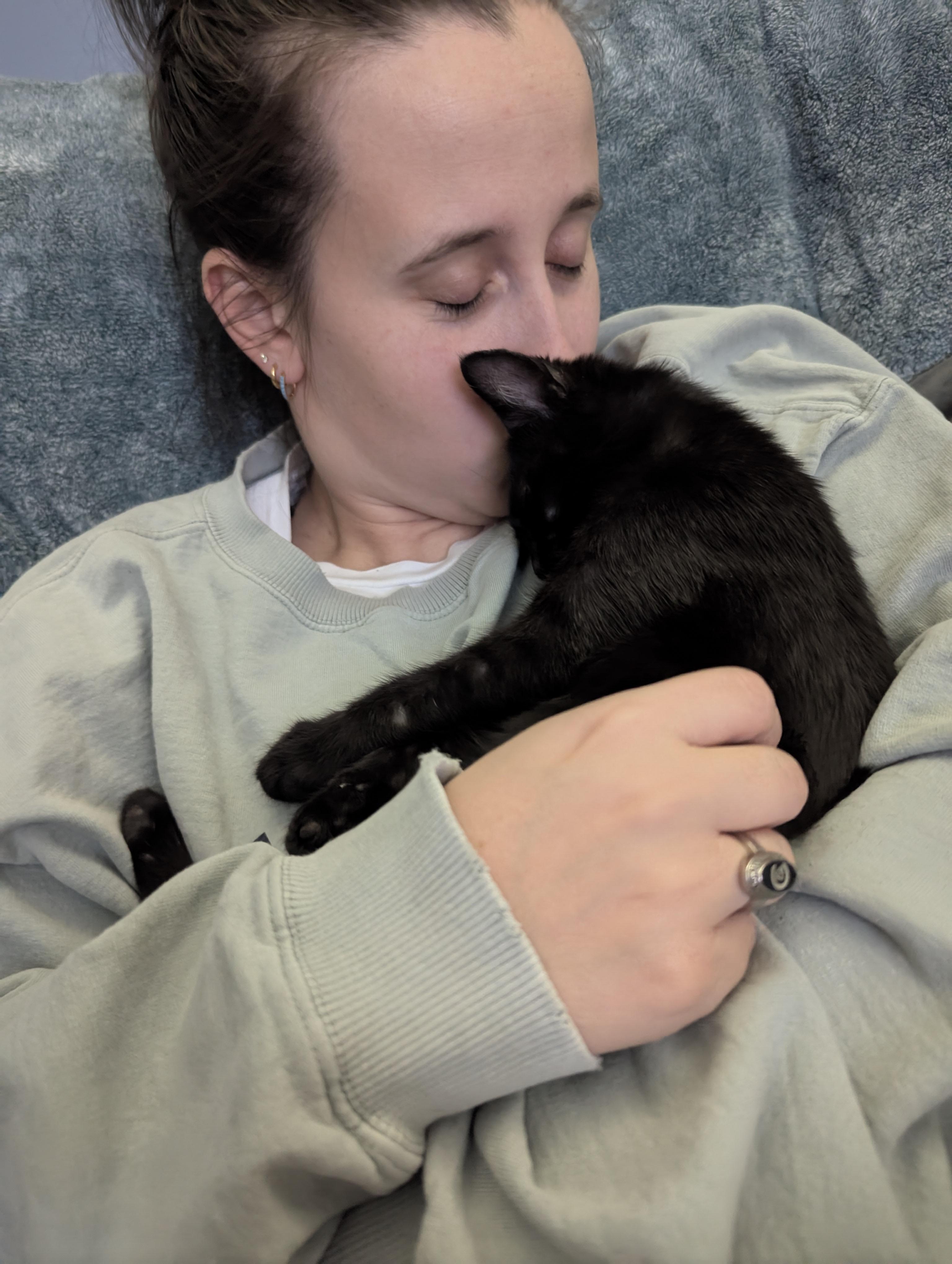 Enlarge Liza, a Adoptable American Shorthair in Wilmington, NC image 5/6