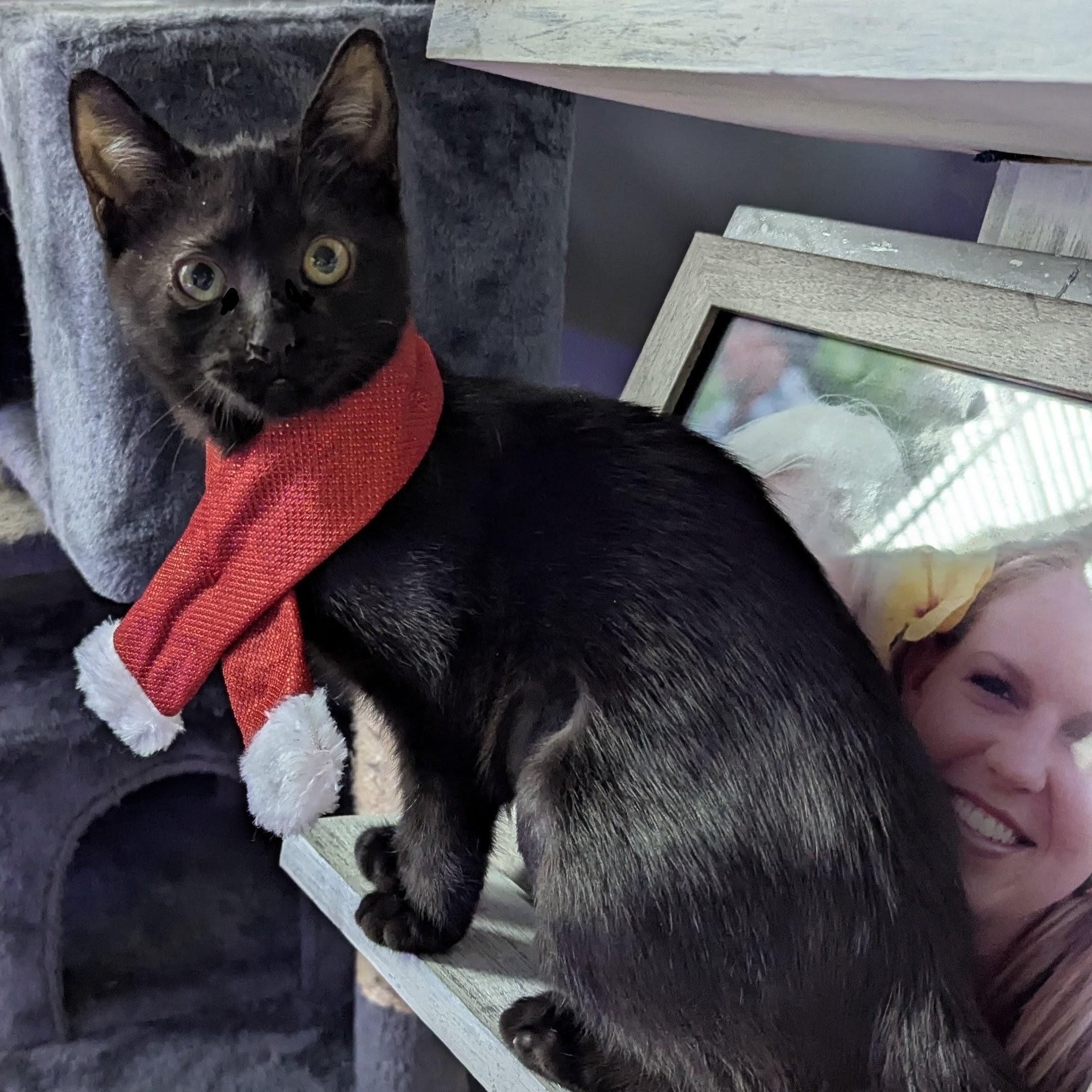 Liza, Adoptable, Kitten Female American Shorthair.