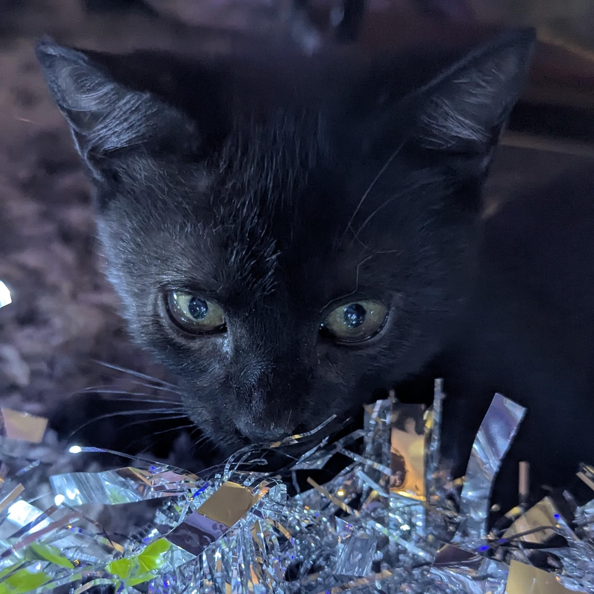 Enlarge Liza, a Adoptable American Shorthair in Wilmington, NC image 2/6