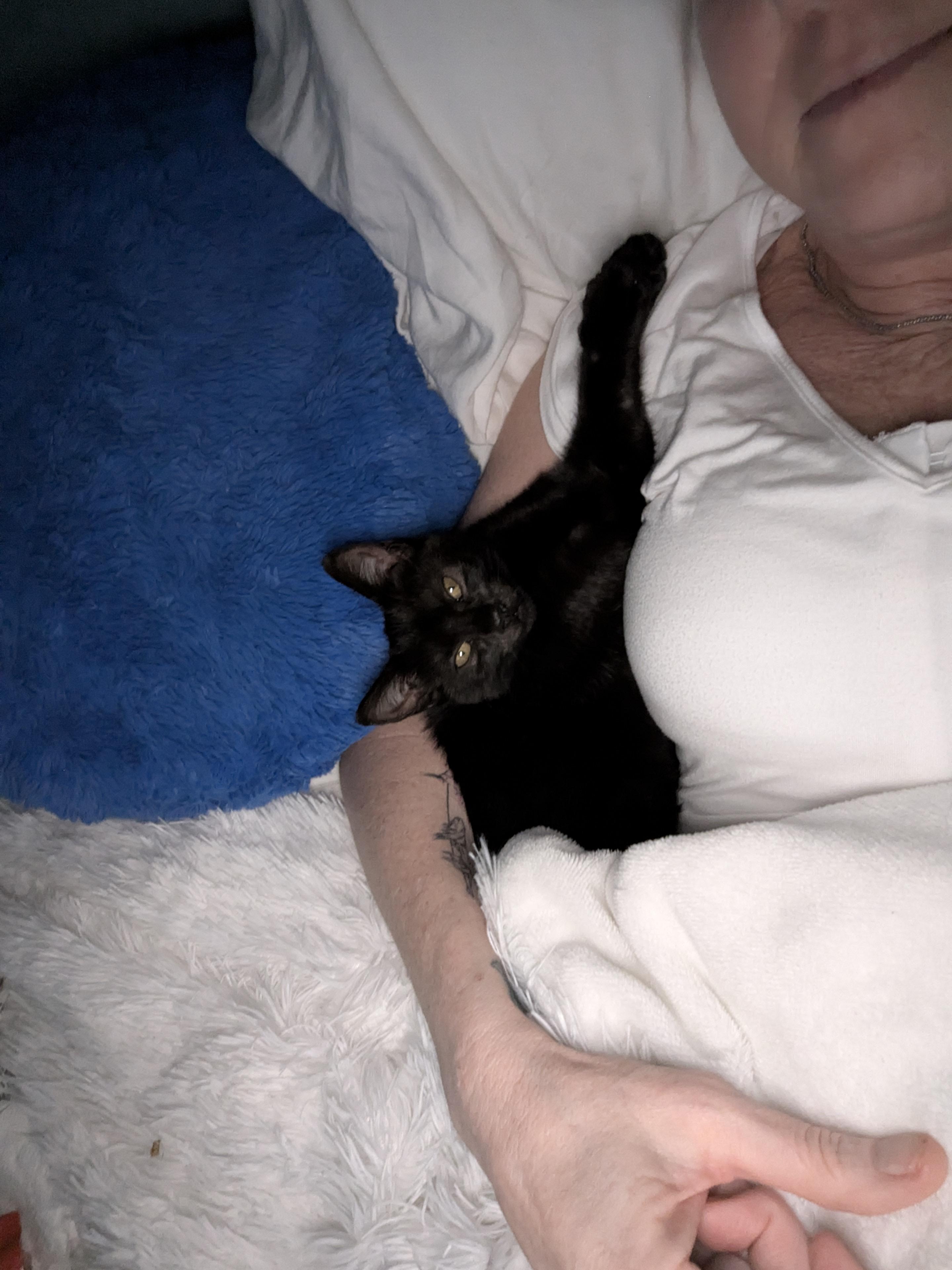 Enlarge Liza, a Adoptable American Shorthair in Wilmington, NC image 6/6