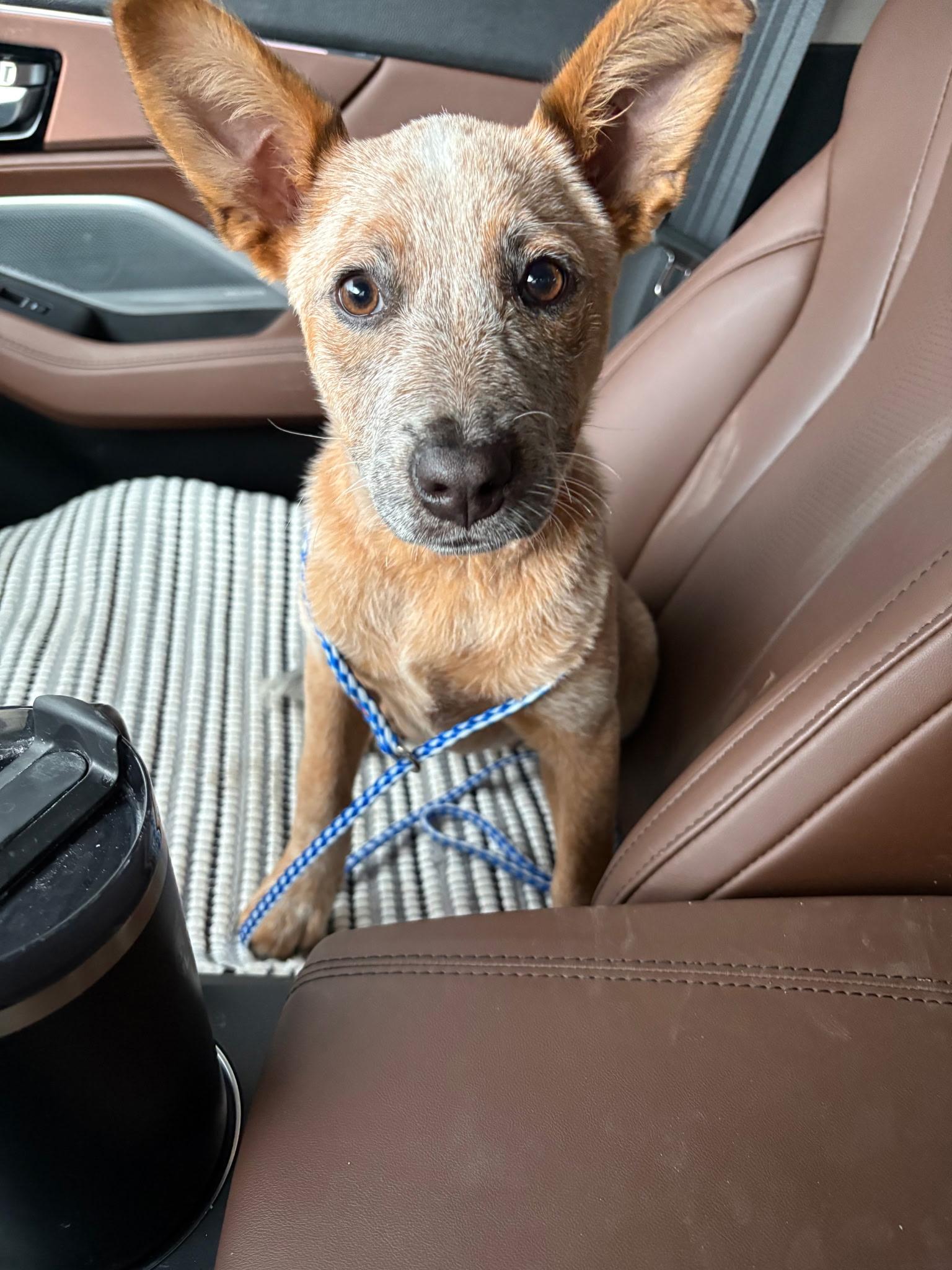 Violet, Adoptable, Puppy Female Australian Cattle Dog / Blue Heeler.