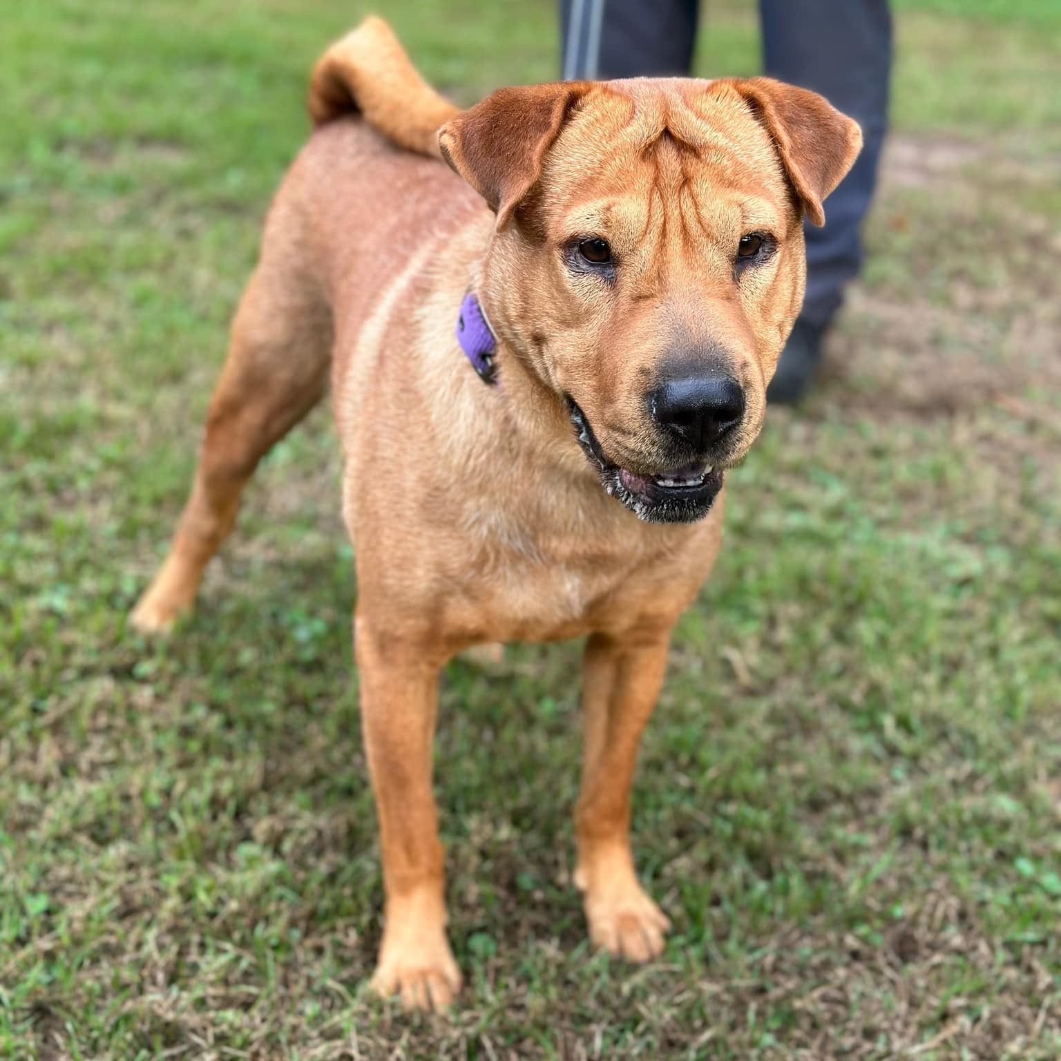Dog for adoption Bonnie 2, a SharPei Mix in Geneseo , IL Petfinder