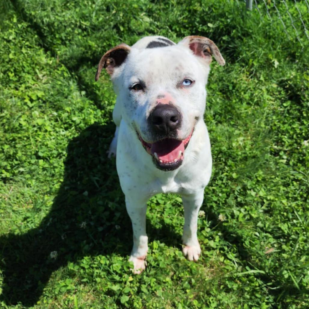 Tyler, a Adoptable Mixed Breed in Boaz, AL image 1/4