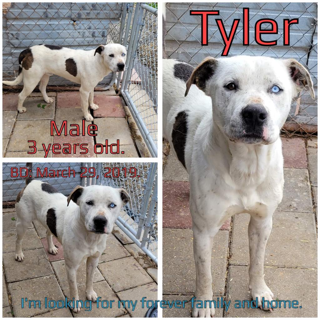 Tyler, a Adoptable Mixed Breed in Boaz, AL image 2/4