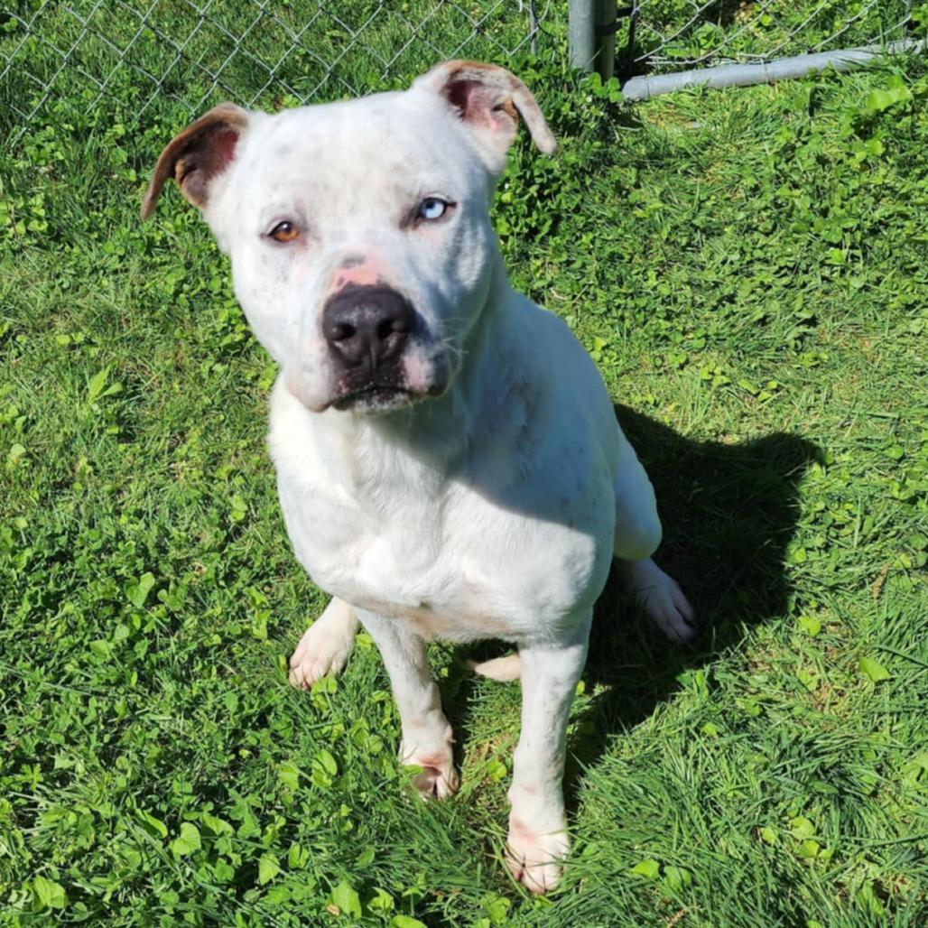 Tyler, a Adoptable Mixed Breed in Boaz, AL image 3/4