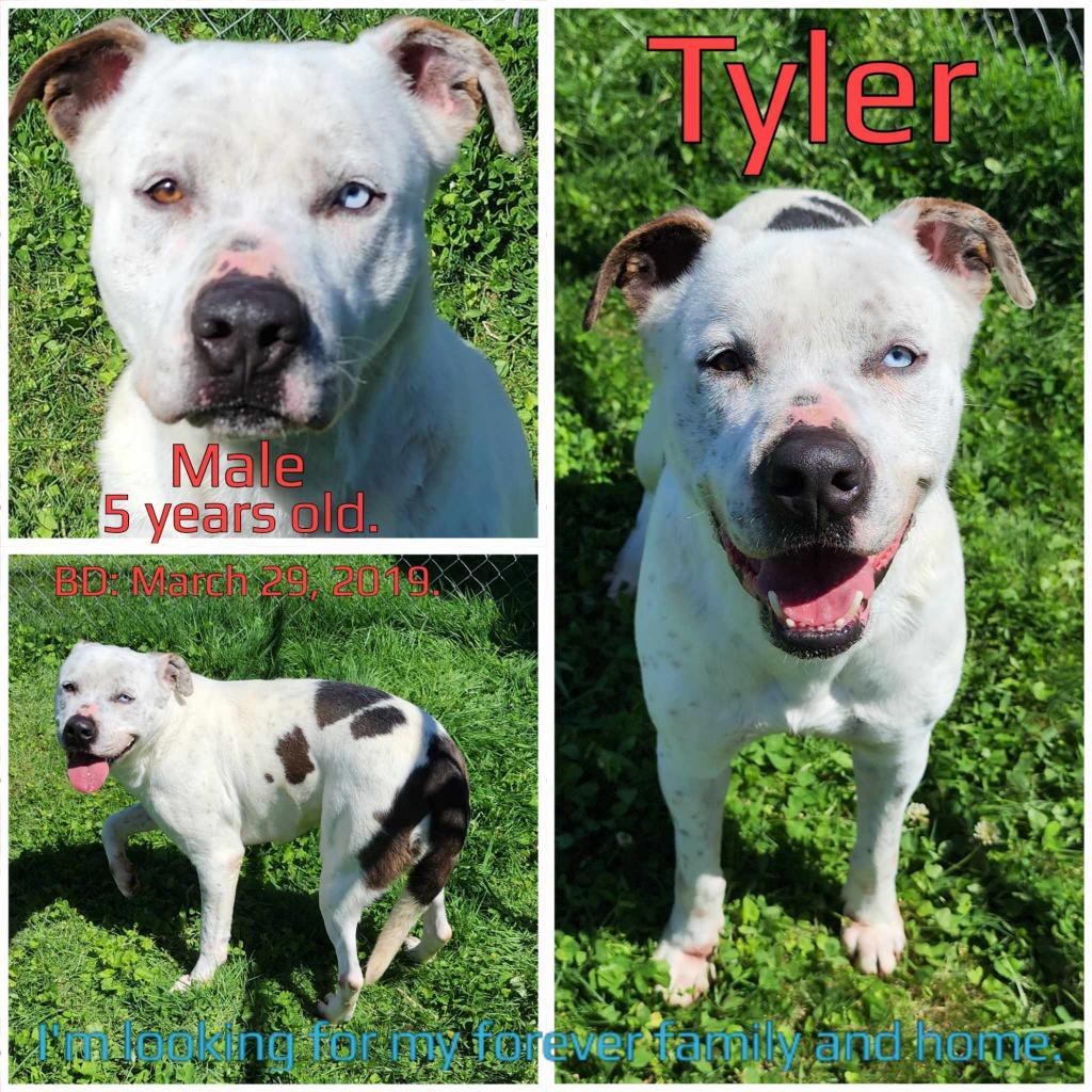 Tyler, a Adoptable Mixed Breed in Boaz, AL image 4/4