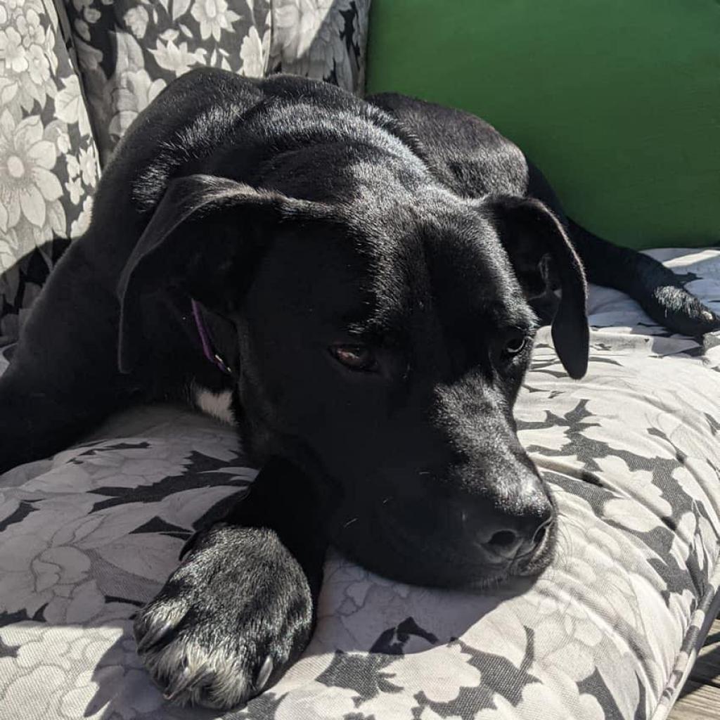 Sandy, Adoptable, Senior Female Black Labrador Retriever.