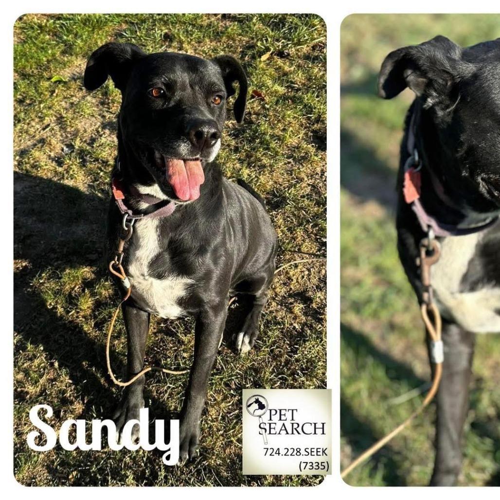 Sandy, a Adoptable Black Labrador Retriever in Washington, PA image 2/5