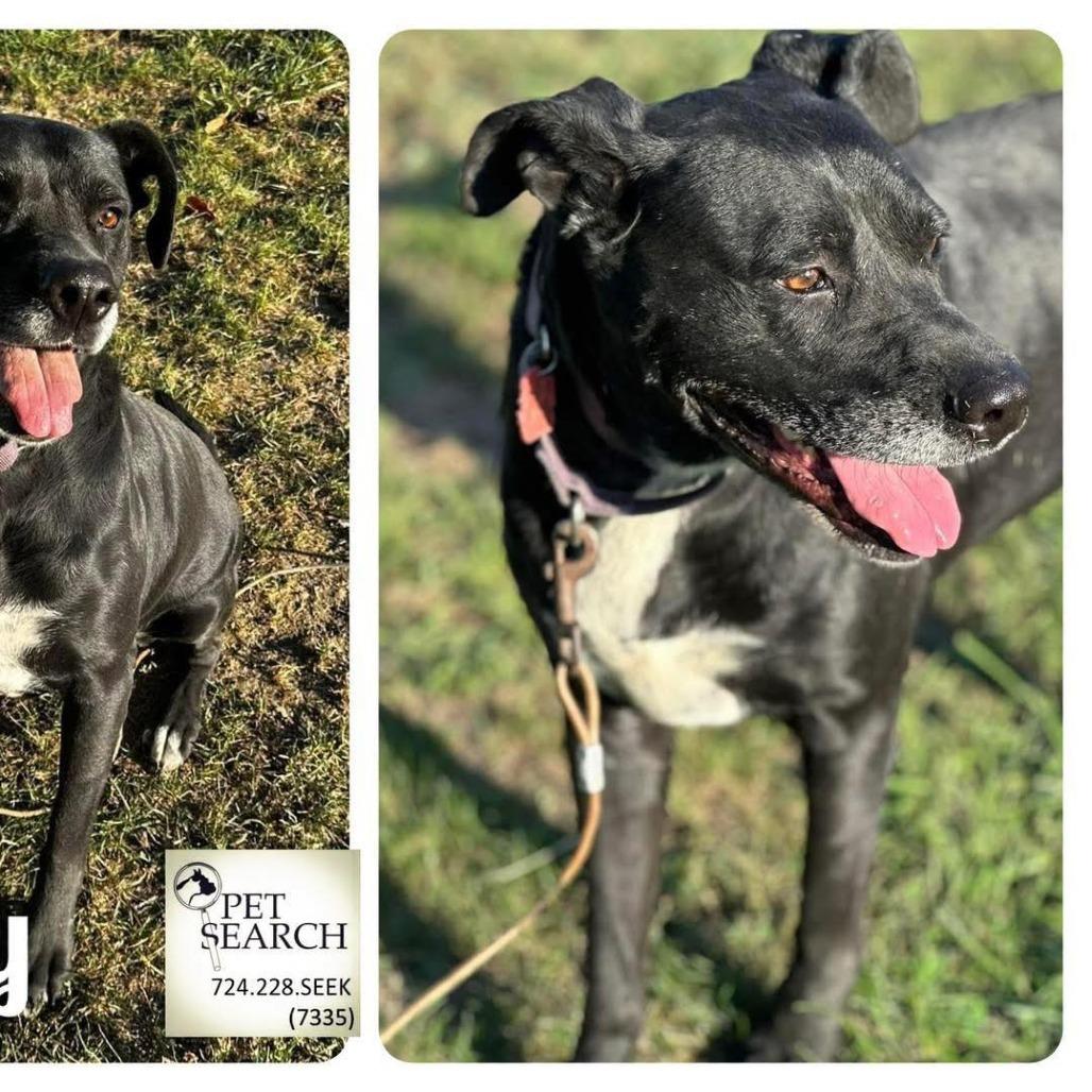 Sandy, a Adoptable Black Labrador Retriever in Washington, PA image 3/5