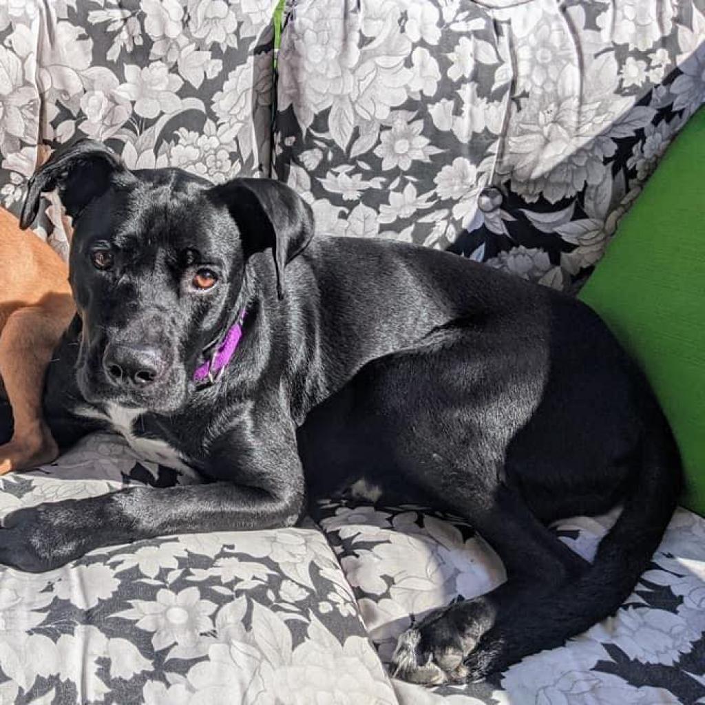 Sandy, a Adoptable Black Labrador Retriever in Washington, PA image 4/5