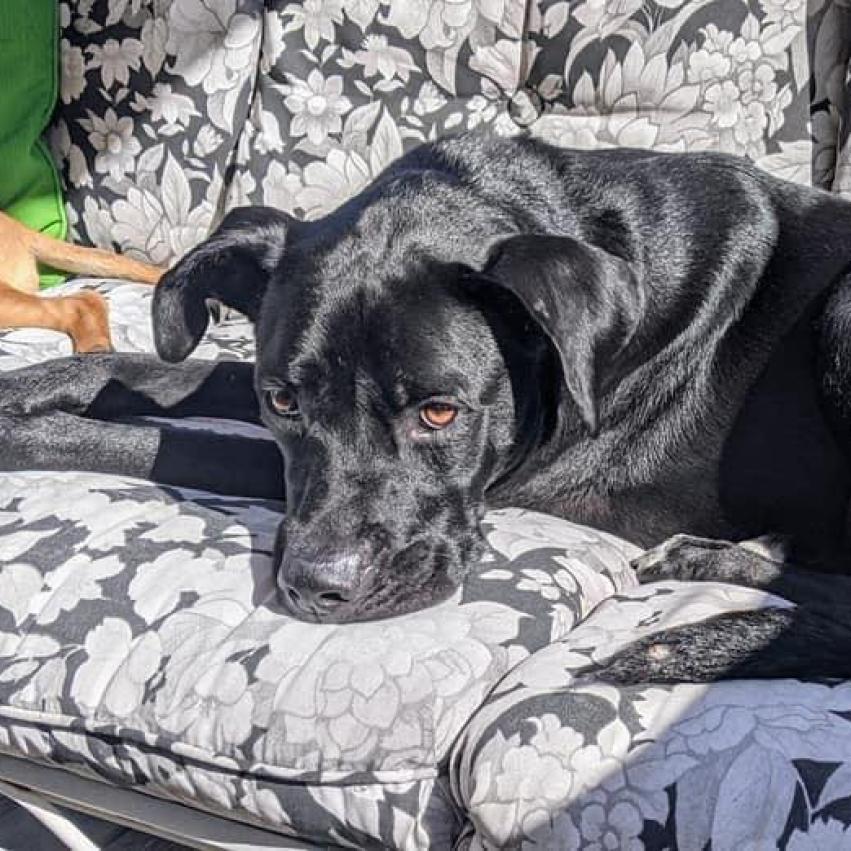 Sandy, a Adoptable Black Labrador Retriever in Washington, PA image 5/5