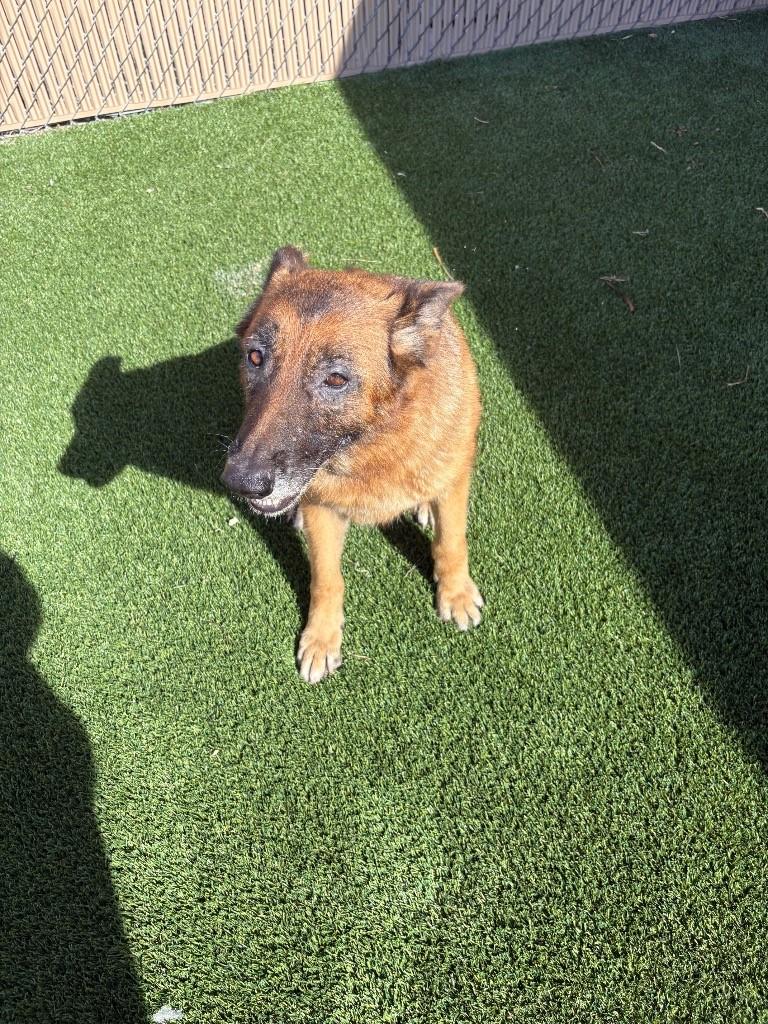 Tabitha, ADOPTABLE, Senior Female German Shepherd Dog.